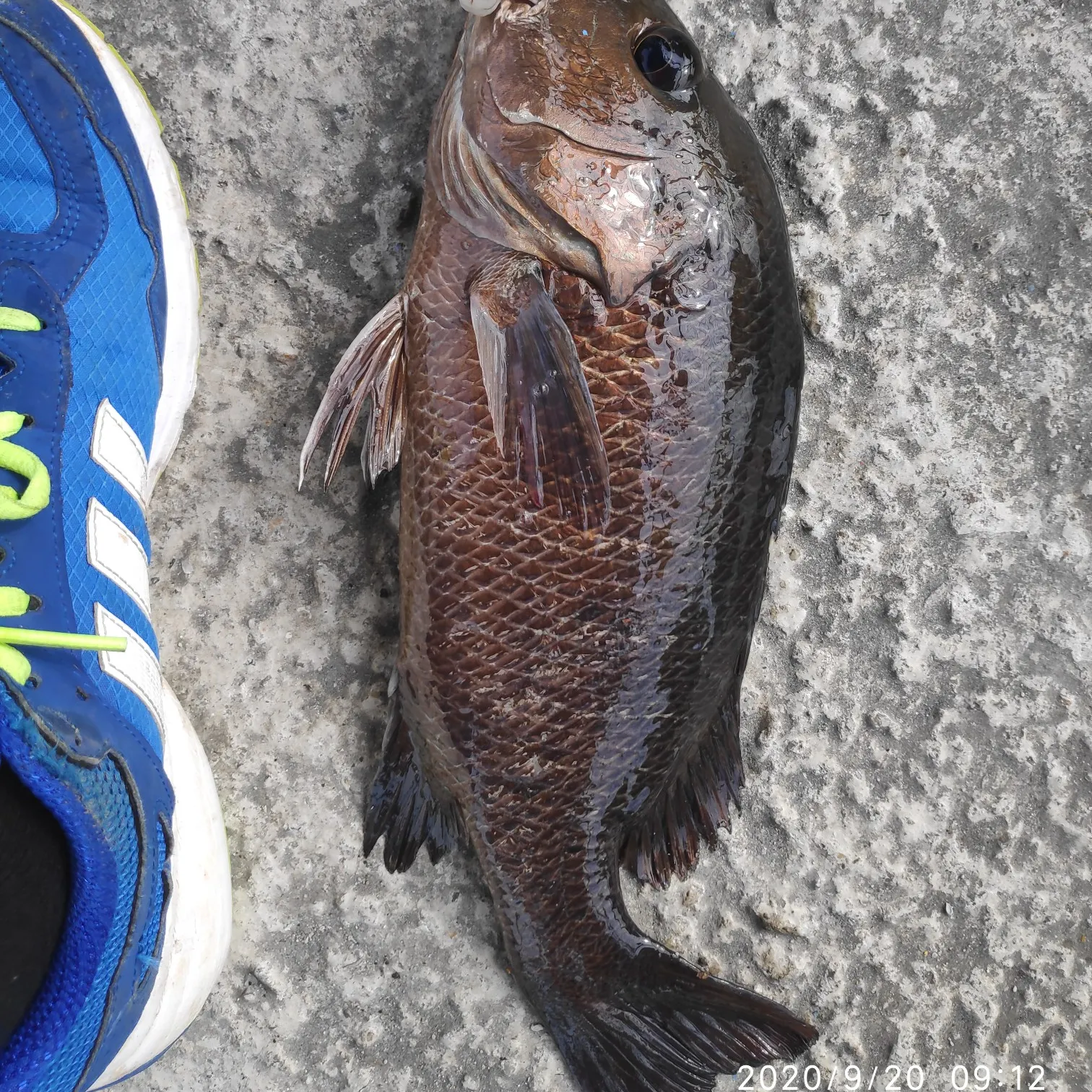 recently logged catches