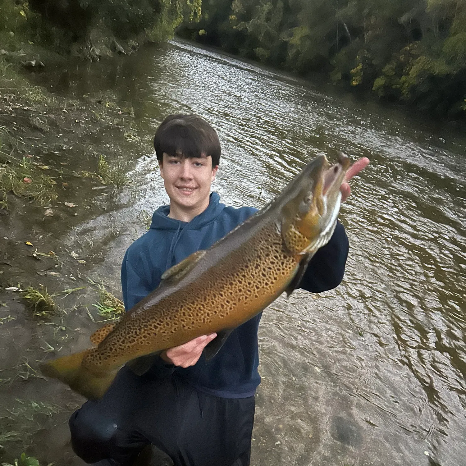 Brown trout caught on Fishbrain