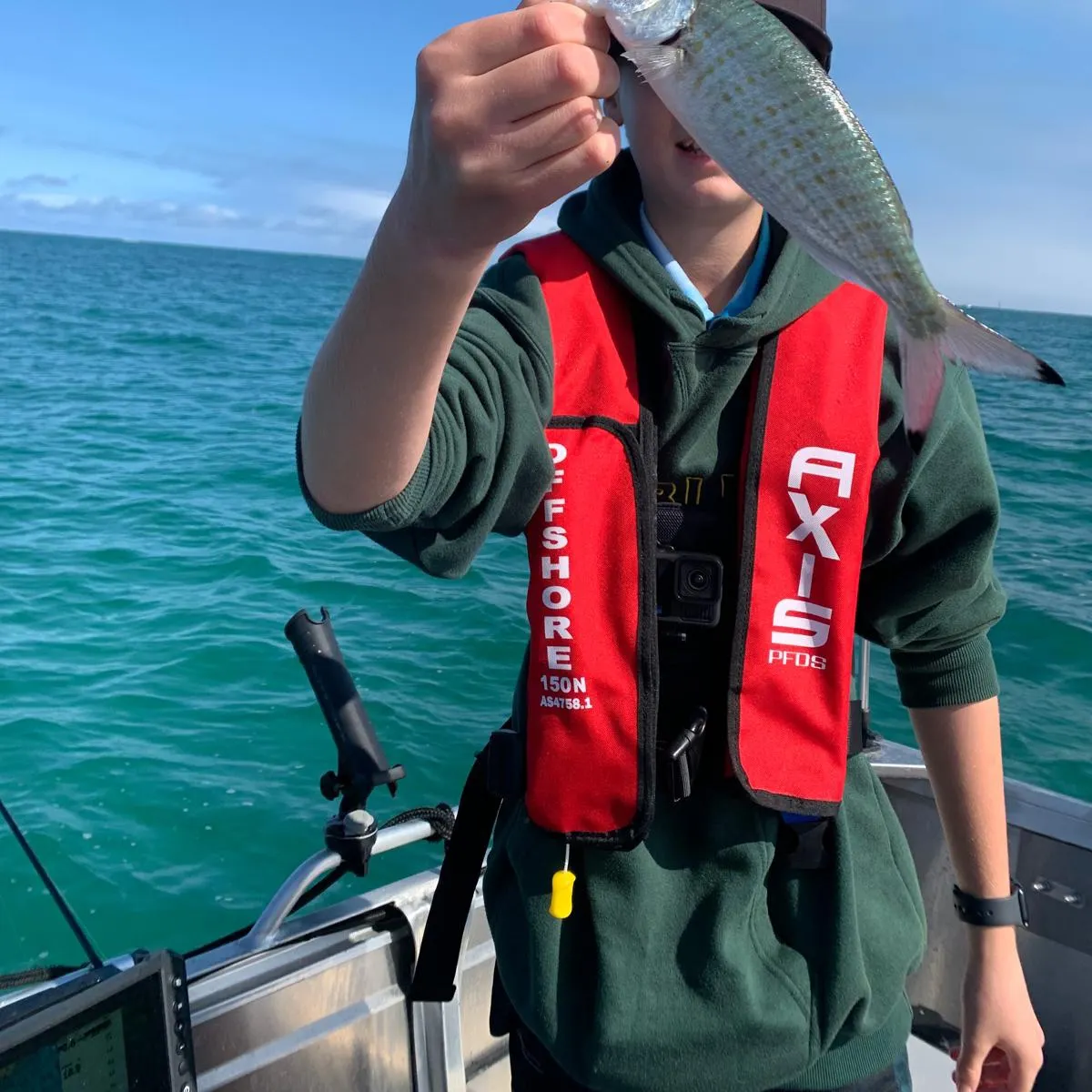 Atlantic herring caught on Fishbrain
