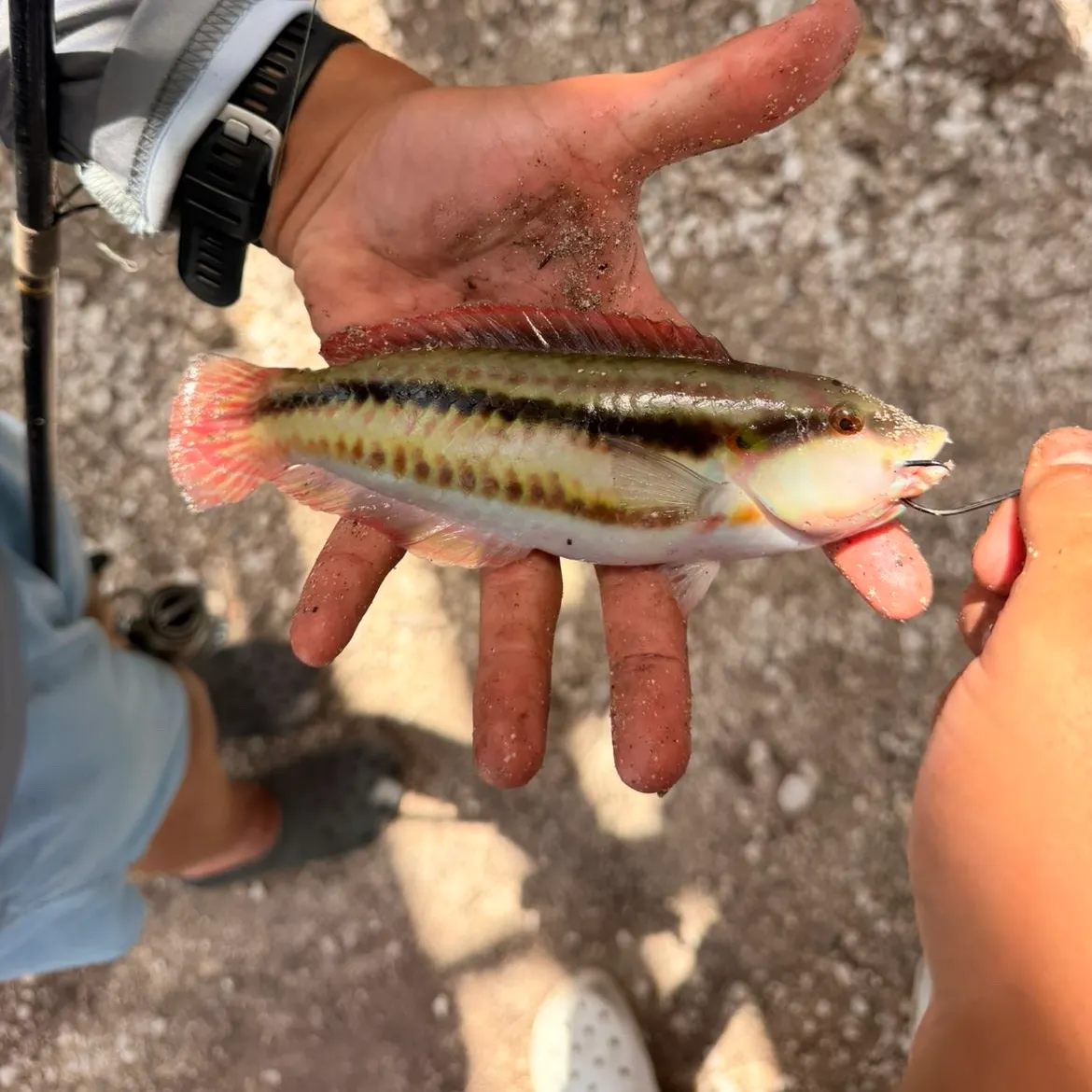 The most recent Slippery dick wrasse catches on Fishbrain