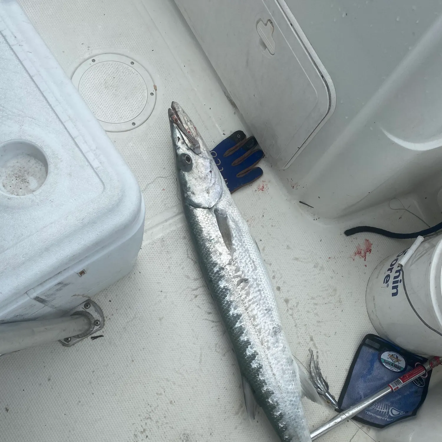 Great barracuda caught on Fishbrain