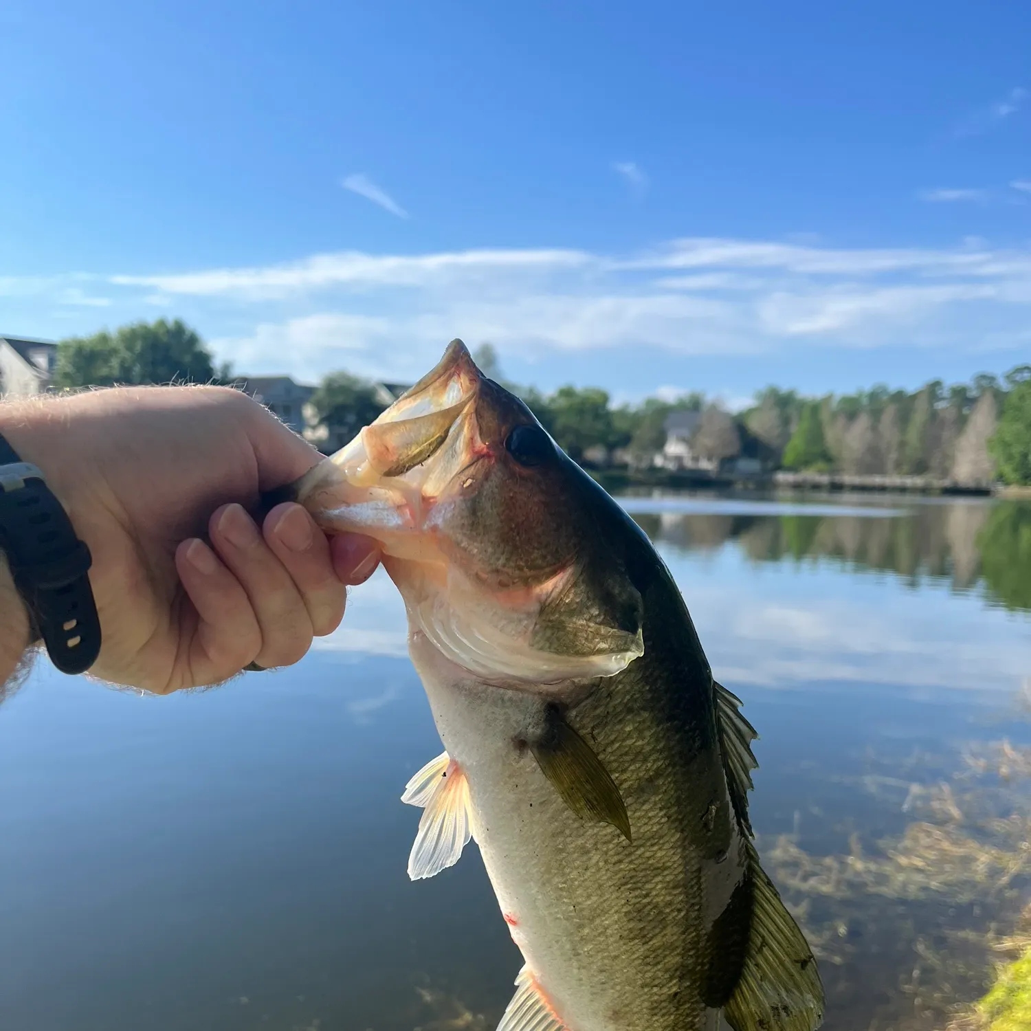 Largemouth bass caught on Fishbrain
