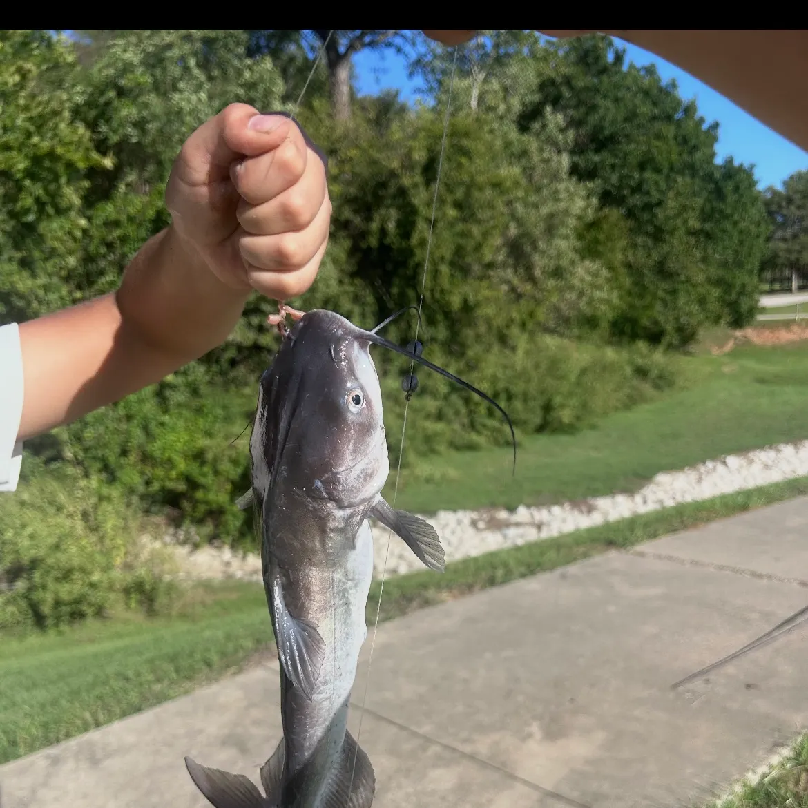 Channel catfish caught on Fishbrain