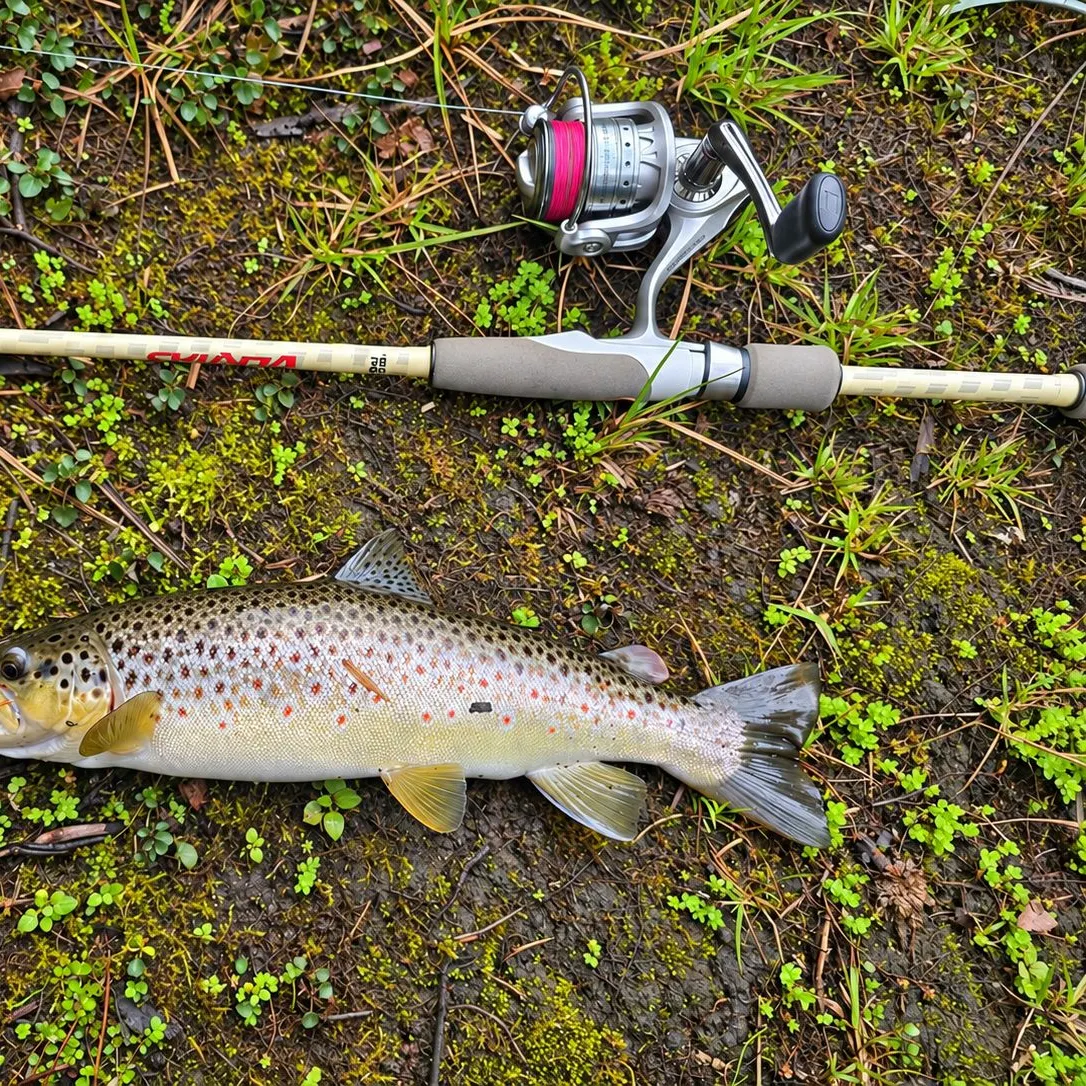Brown trout caught on Fishbrain