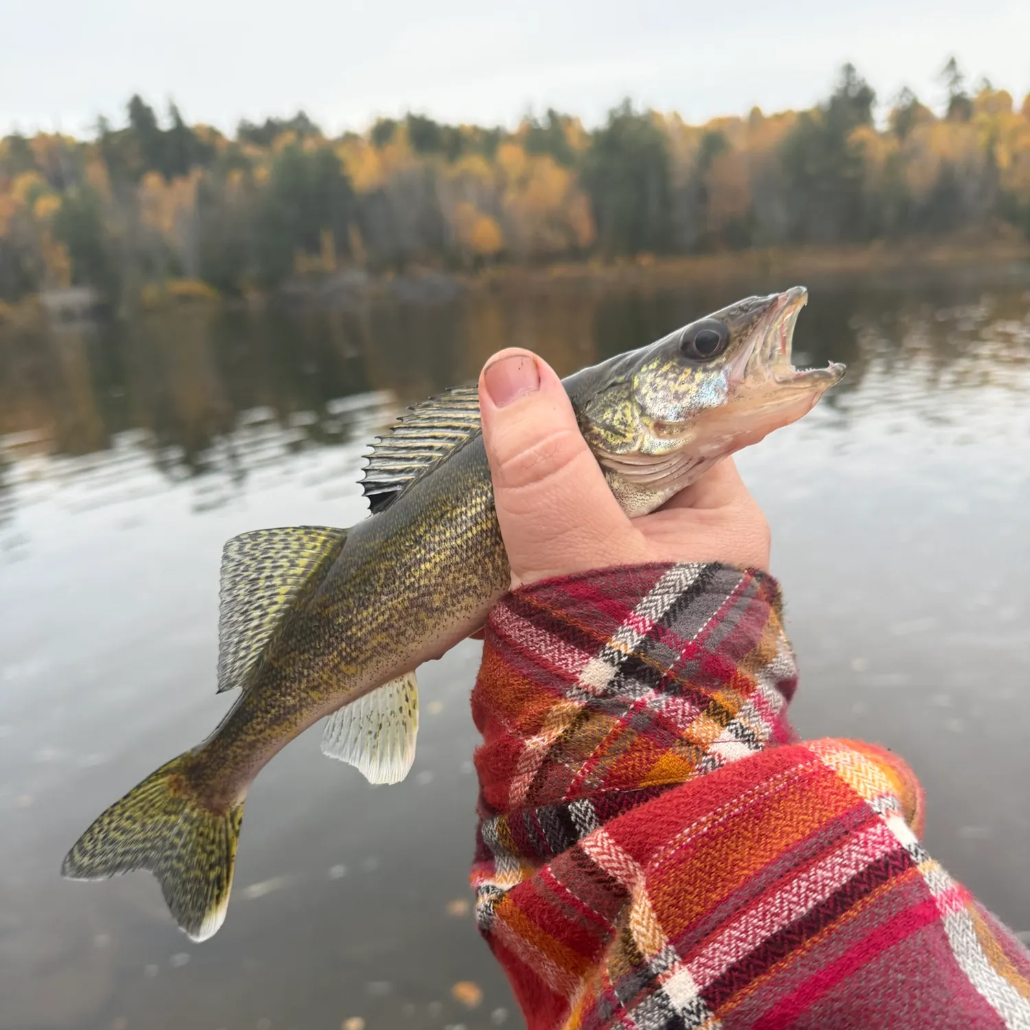 Sauger caught on Fishbrain