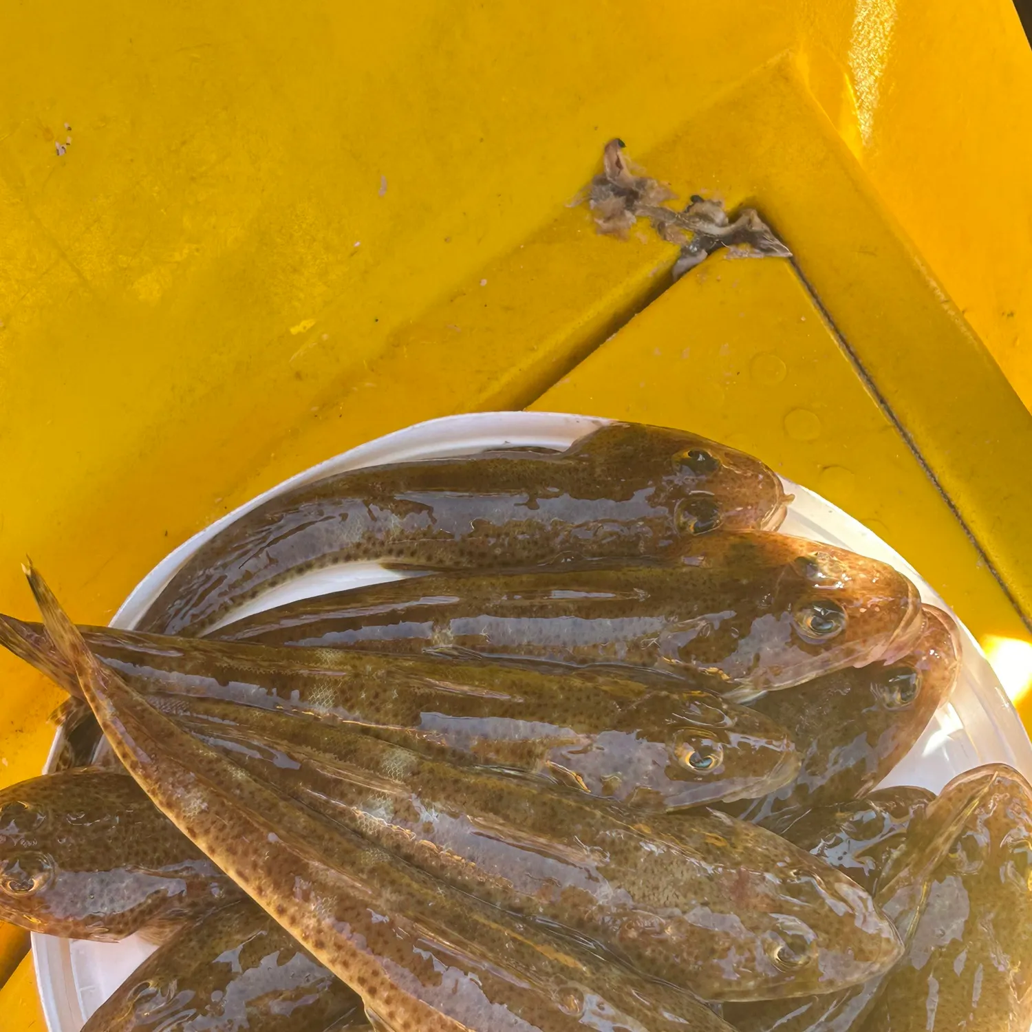 The most recent Sand flathead catches on Fishbrain