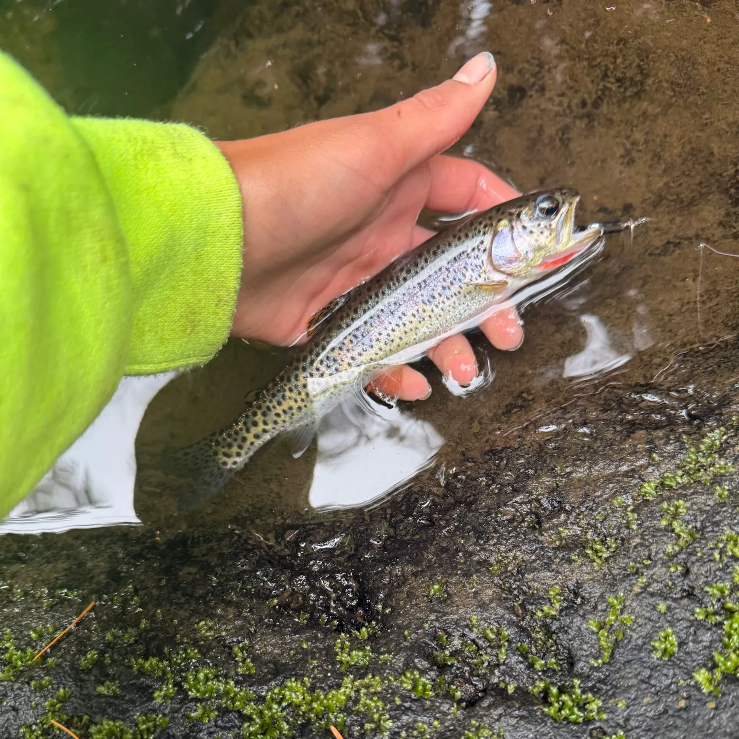 Coastal cutthroat trout caught on Fishbrain