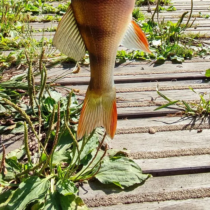 European perch caught on Fishbrain
