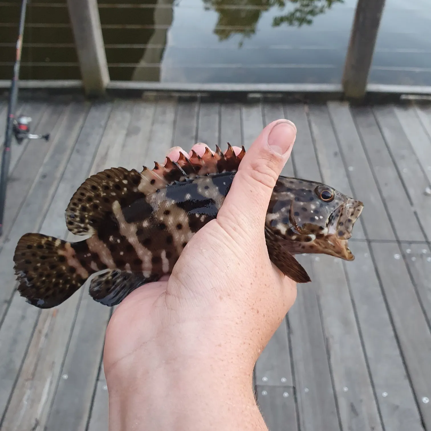 The most recent Orange-spotted grouper catches on Fishbrain