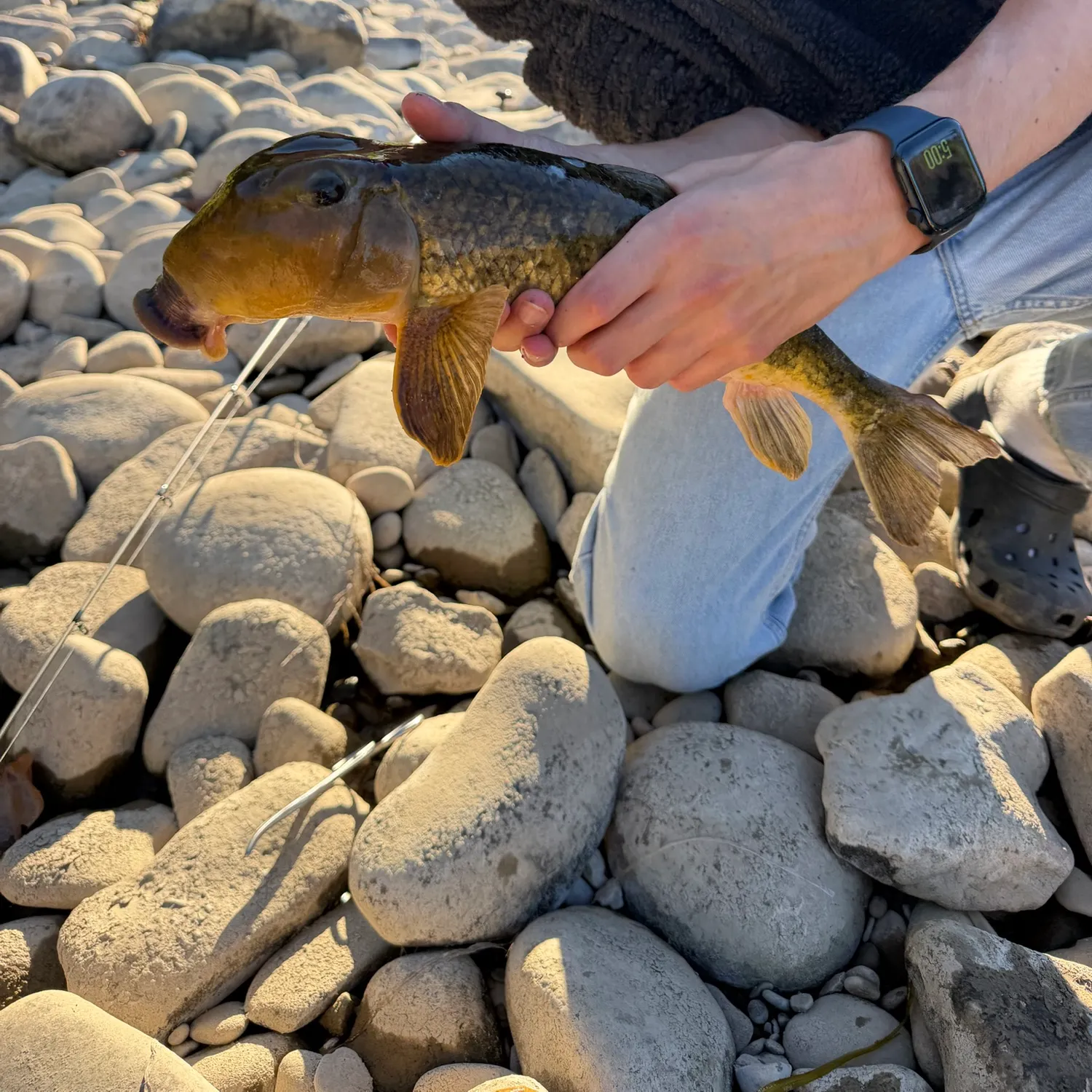 The most recent Northern hogsucker catches on Fishbrain