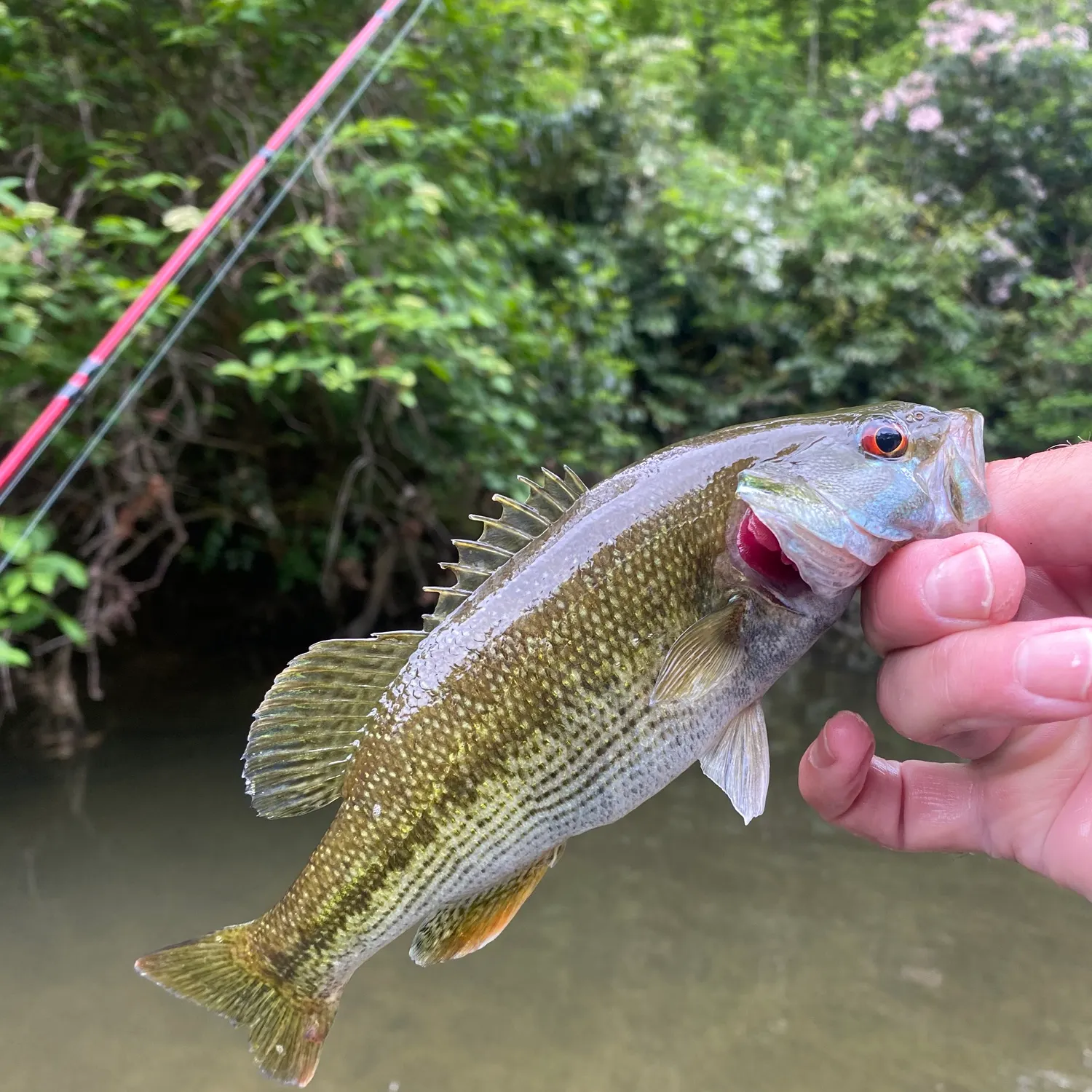 The most recent Chattahoochee bass catches on Fishbrain
