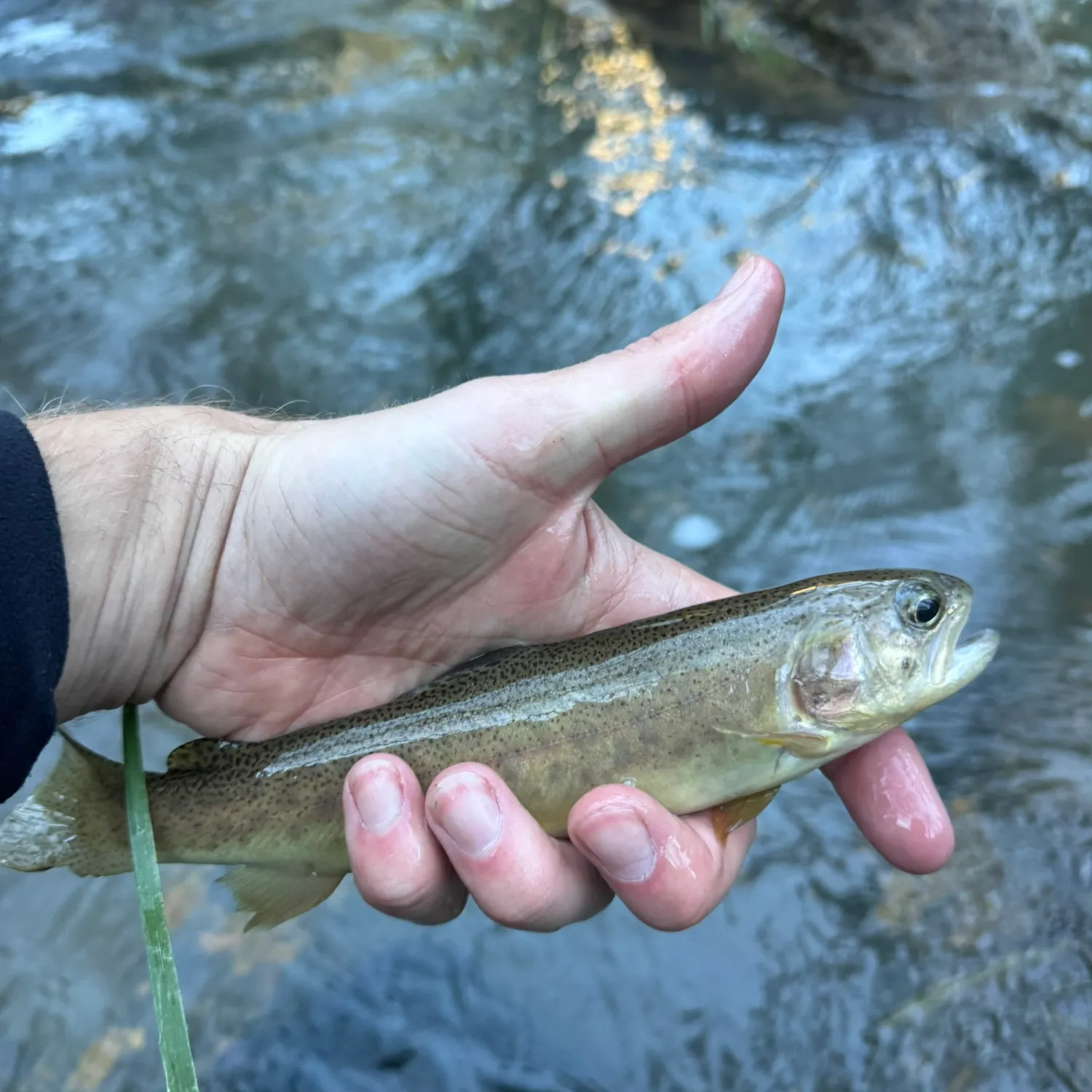 The most recent Gila trout catches on Fishbrain