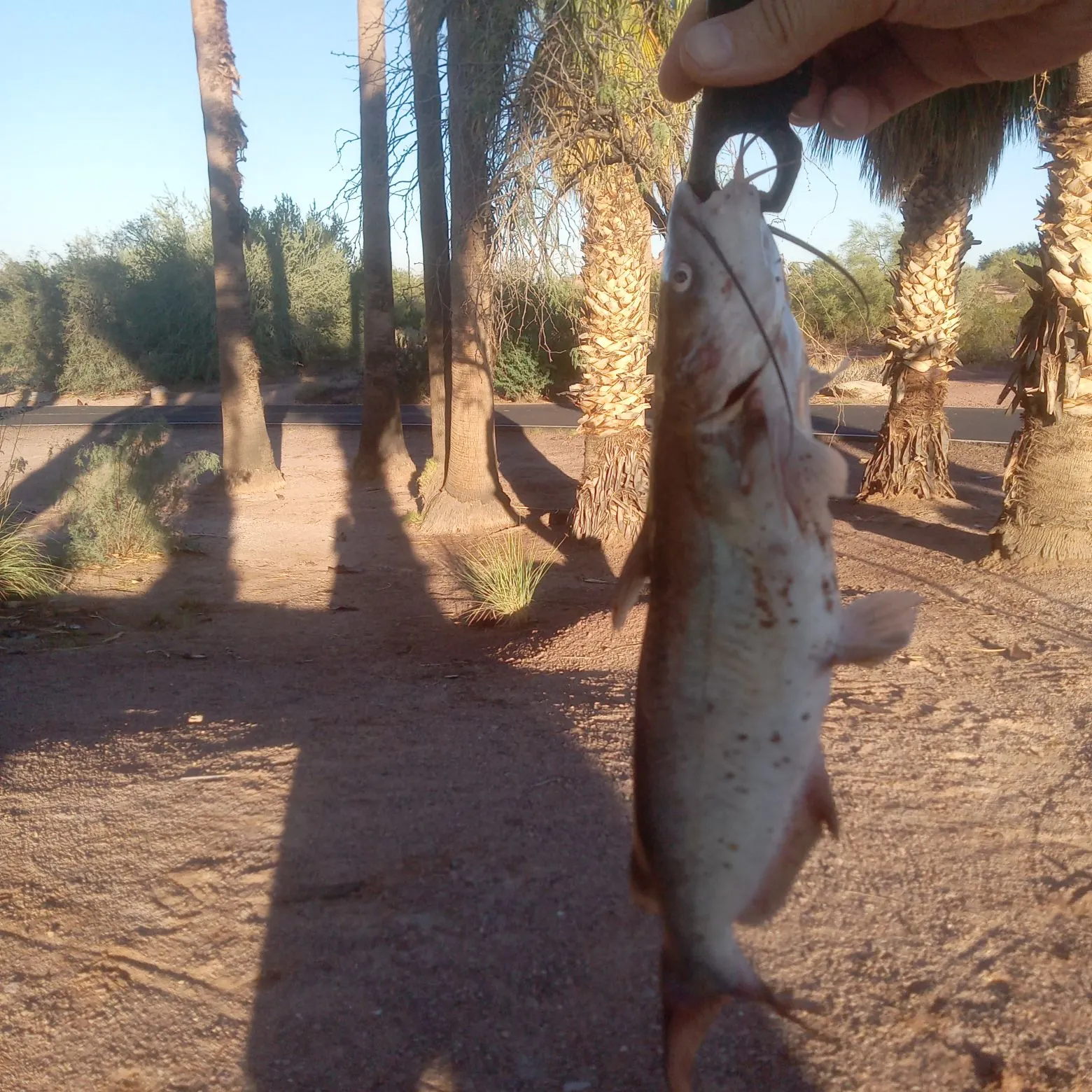 Channel catfish caught on Fishbrain