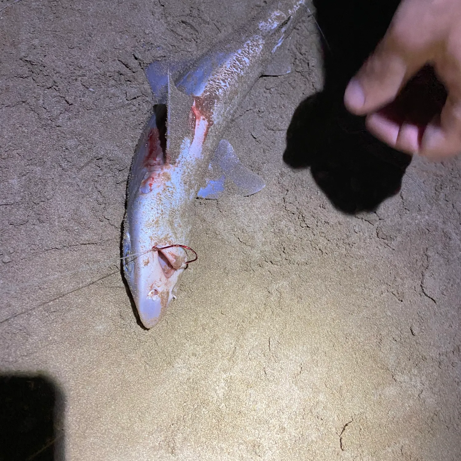 The most recent Gummy shark catches on Fishbrain