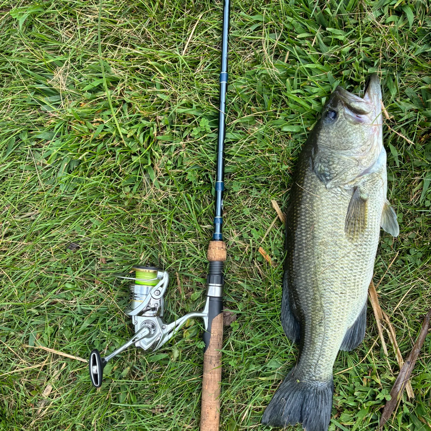 Largemouth bass caught on Fishbrain