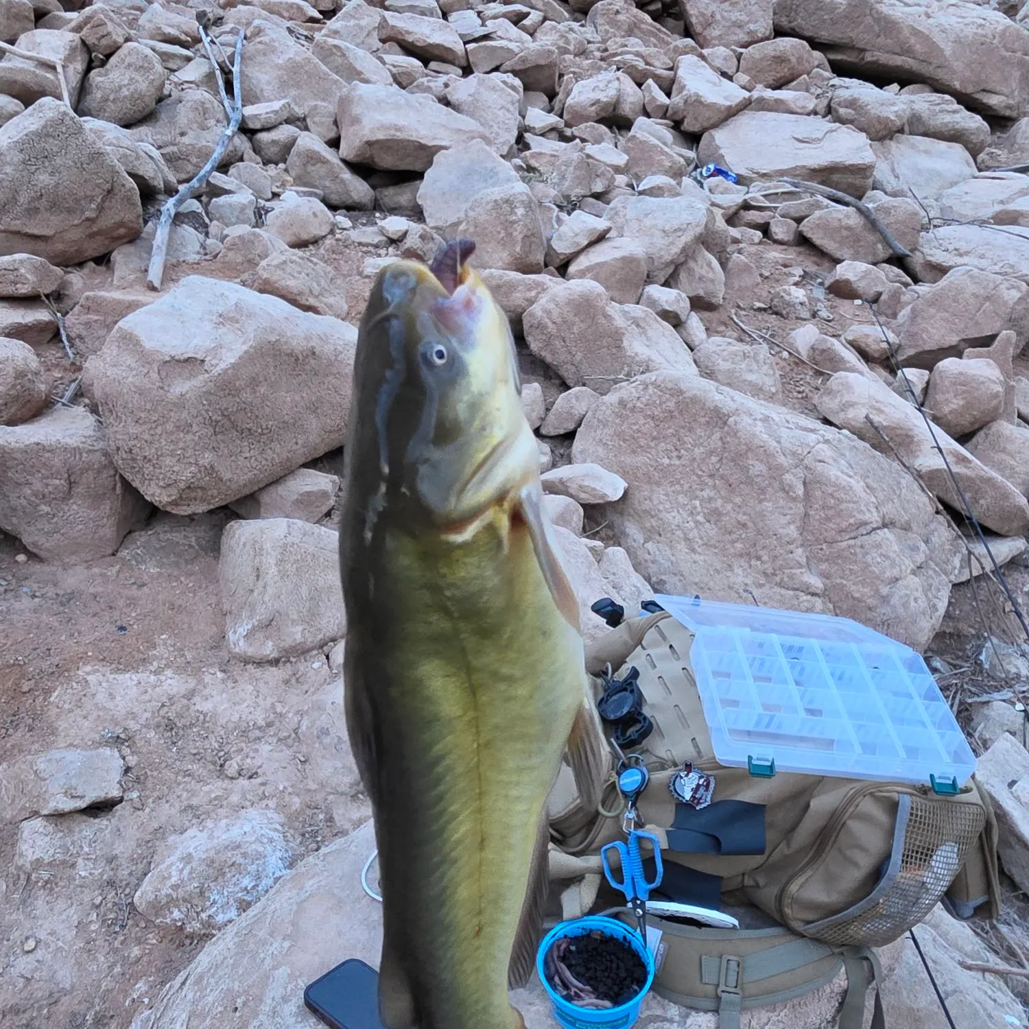 Black bullhead caught on Fishbrain