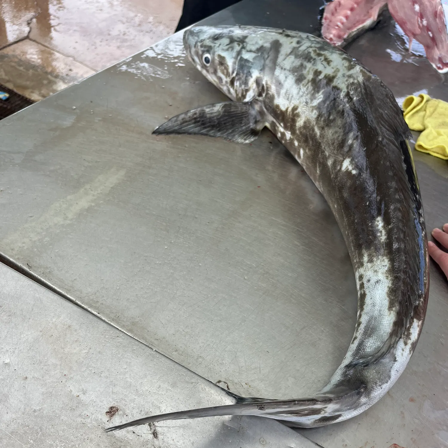 The most recent Cobia catches on Fishbrain