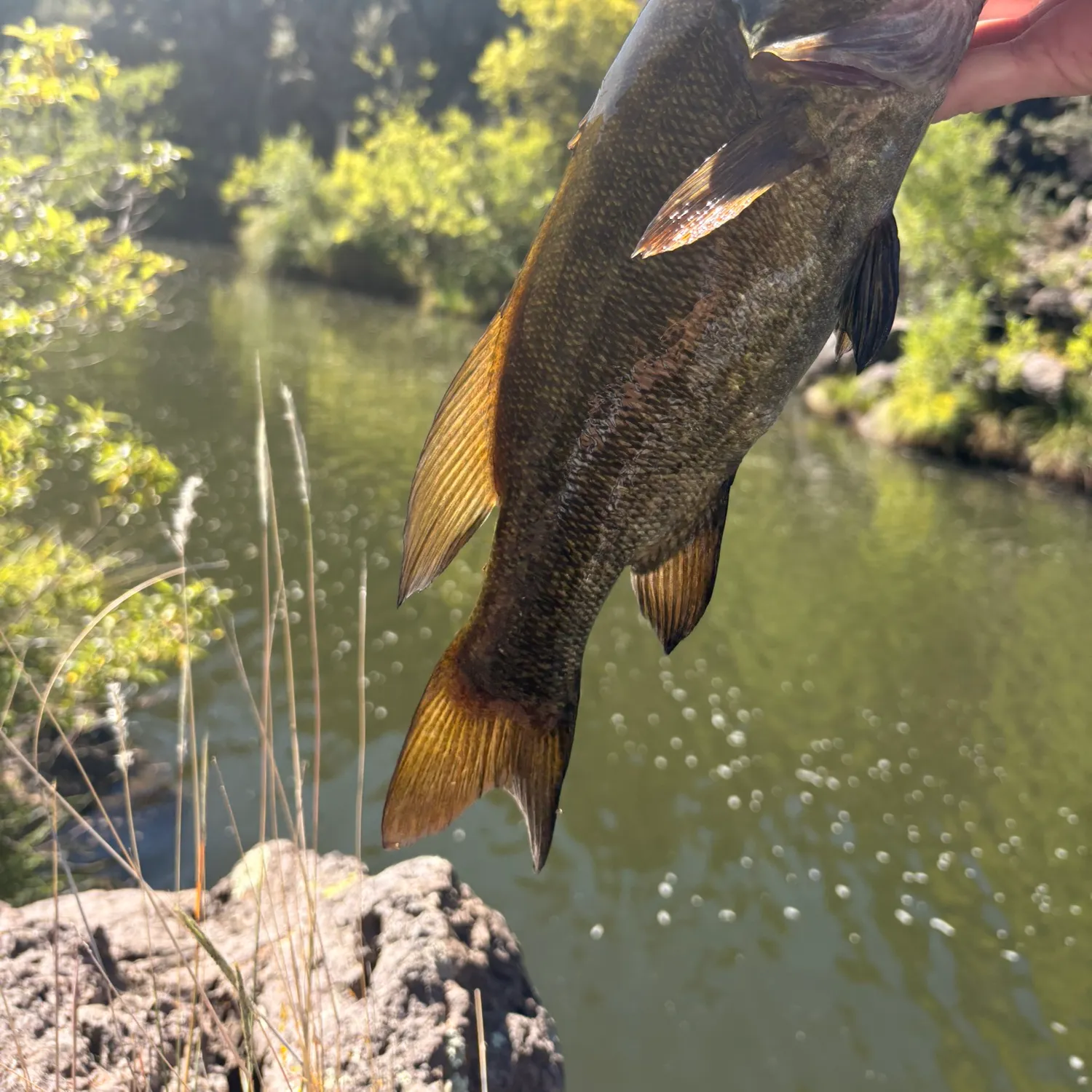 Smallmouth bass caught on Fishbrain