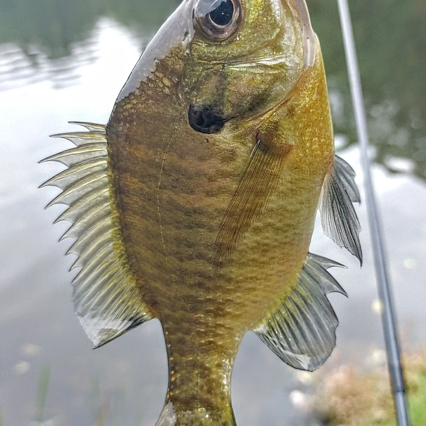 Bluegill caught on Fishbrain