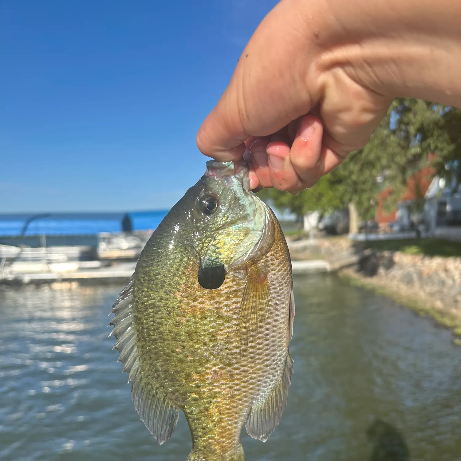 Bluegill caught on Fishbrain