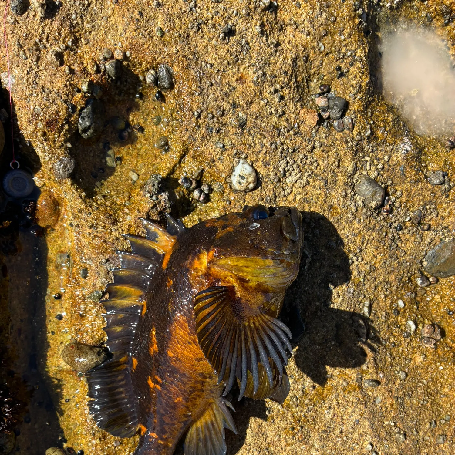 The most recent Black and yellow rockfish catches on Fishbrain