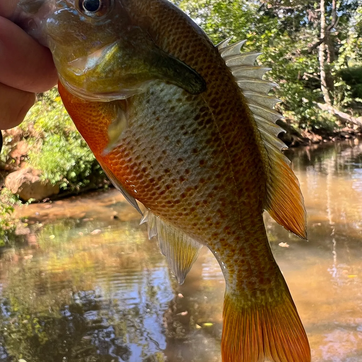 Redbreast sunfish caught on Fishbrain