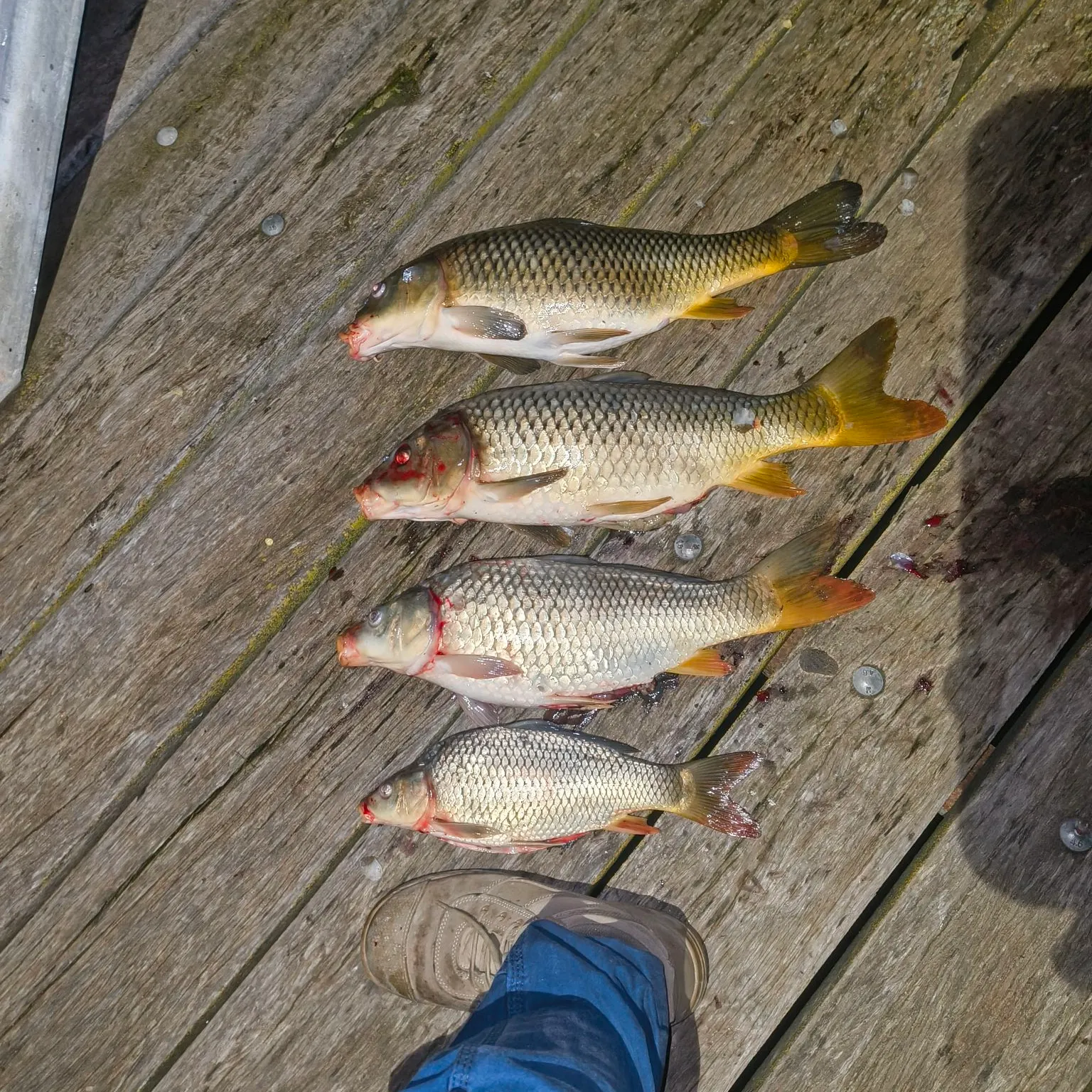 Common carp caught on Fishbrain