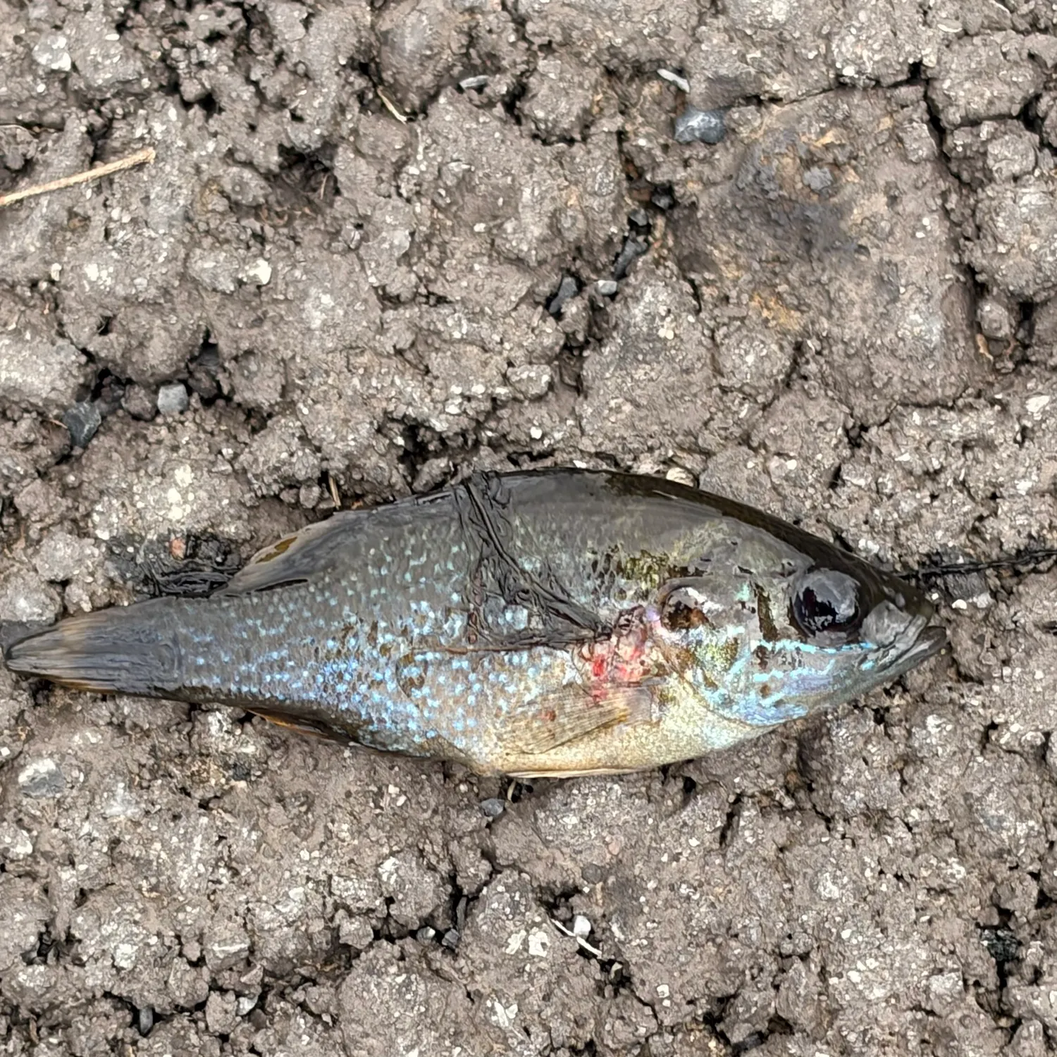 Greengill hybrid caught on Fishbrain