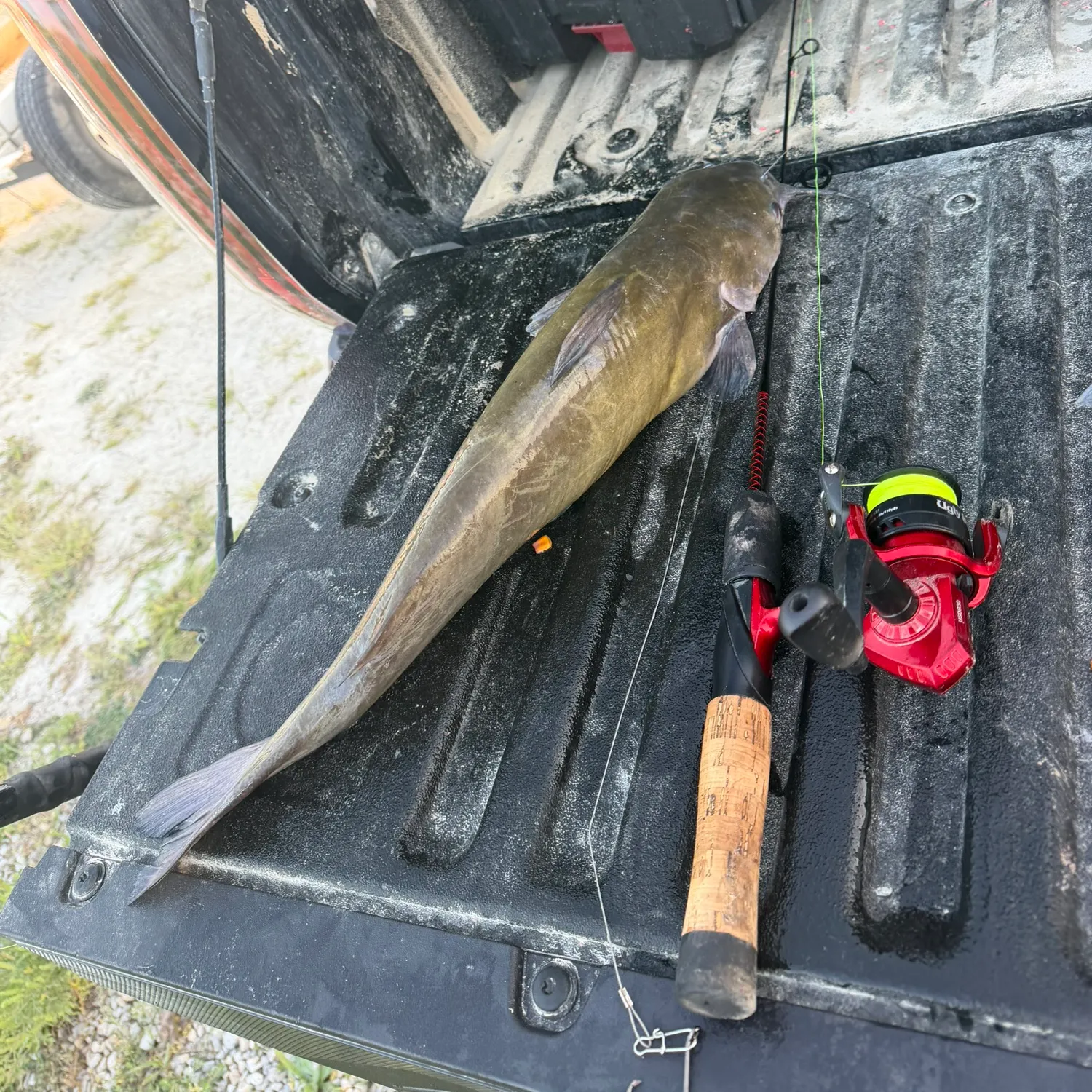 Flathead catfish caught on Fishbrain