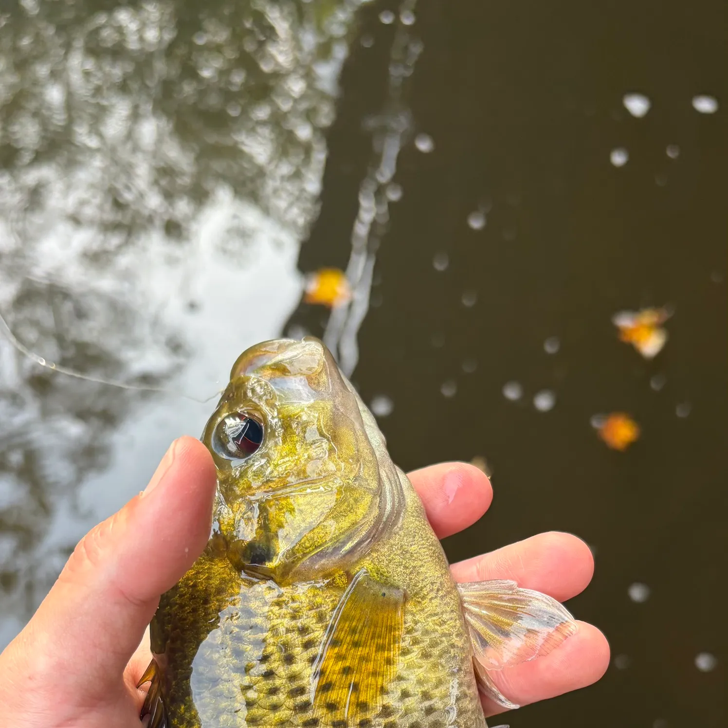 Rock bass caught on Fishbrain
