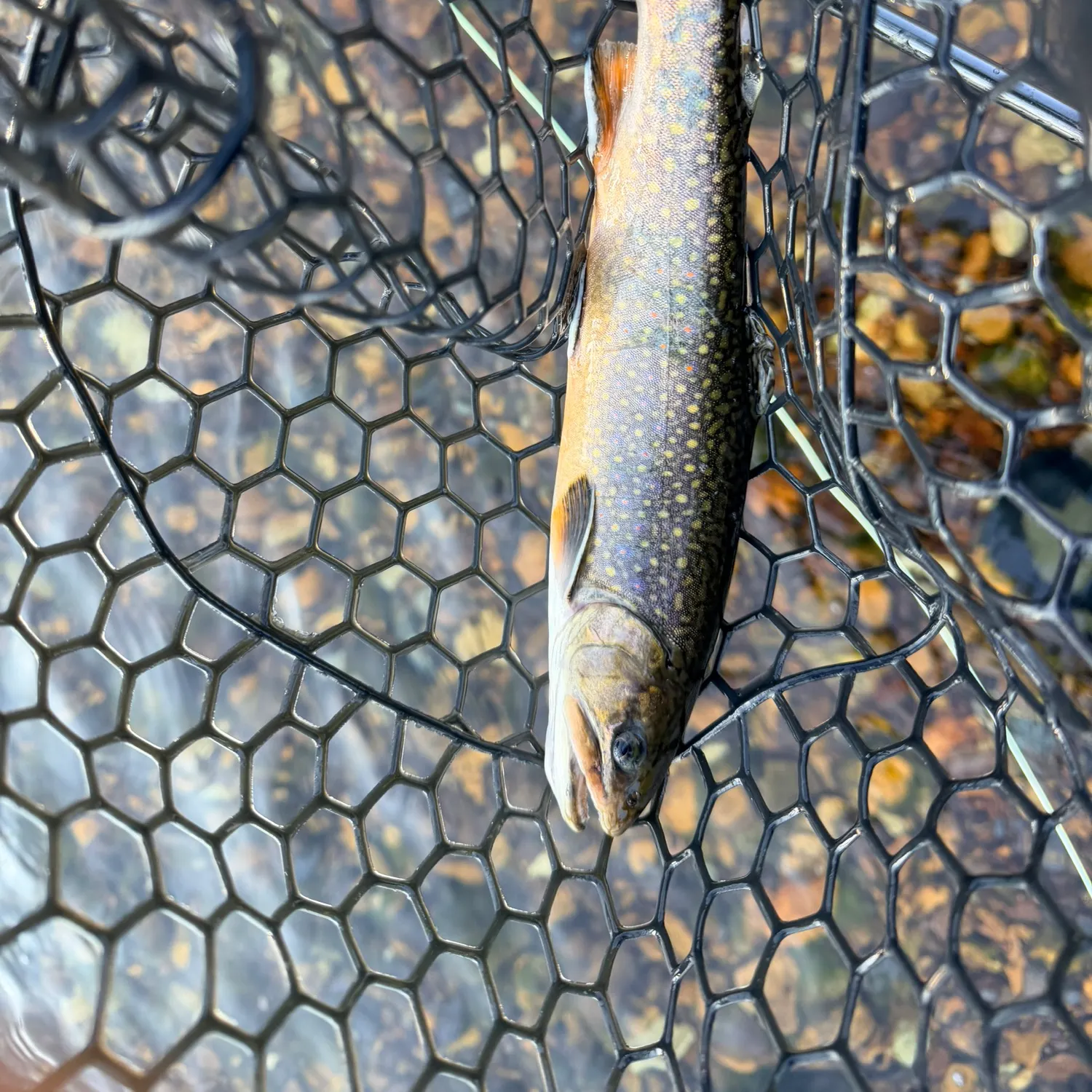 Brook trout caught on Fishbrain