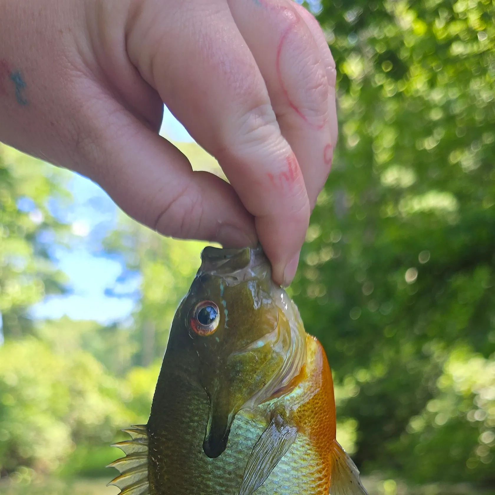 Redbreast sunfish caught on Fishbrain