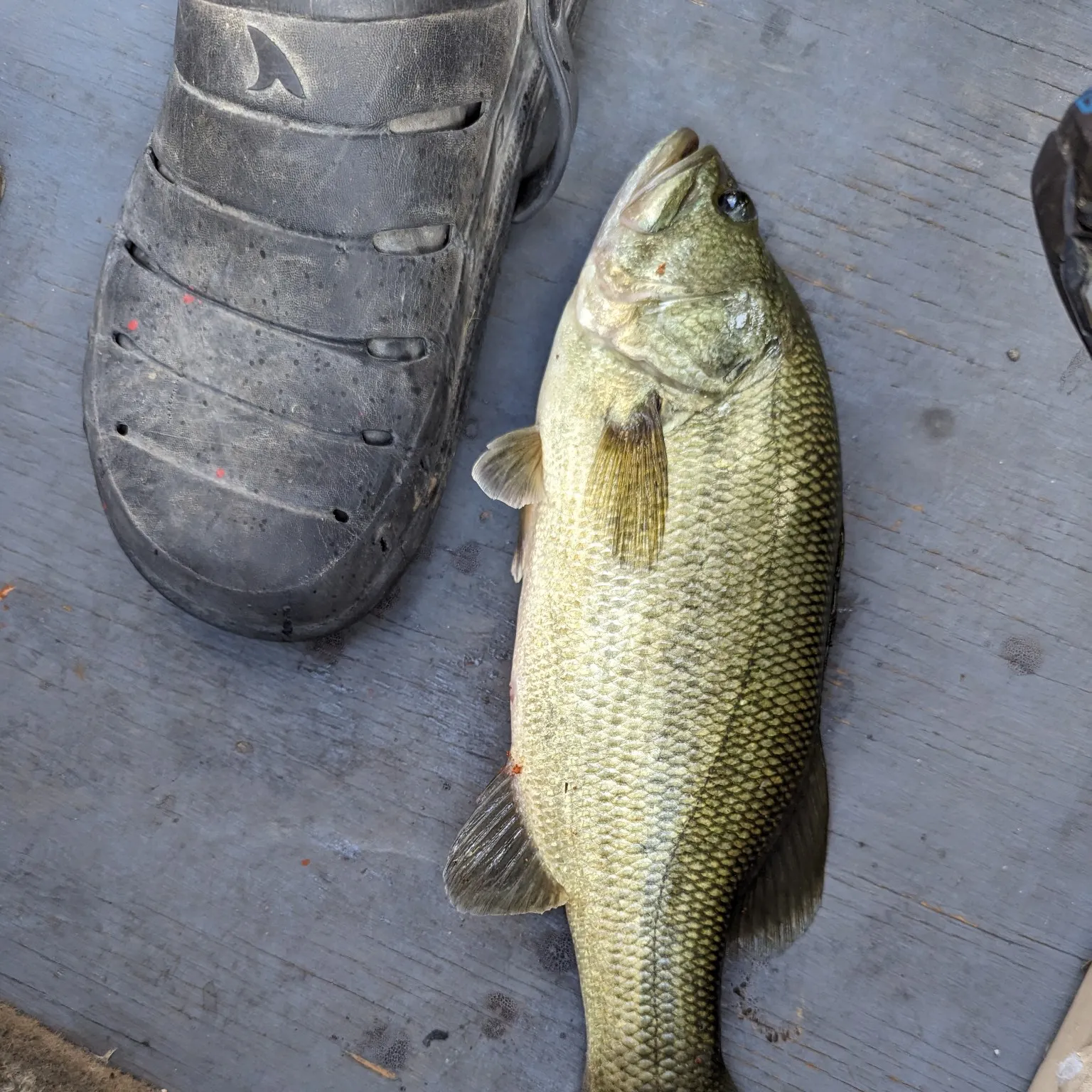 angler catch