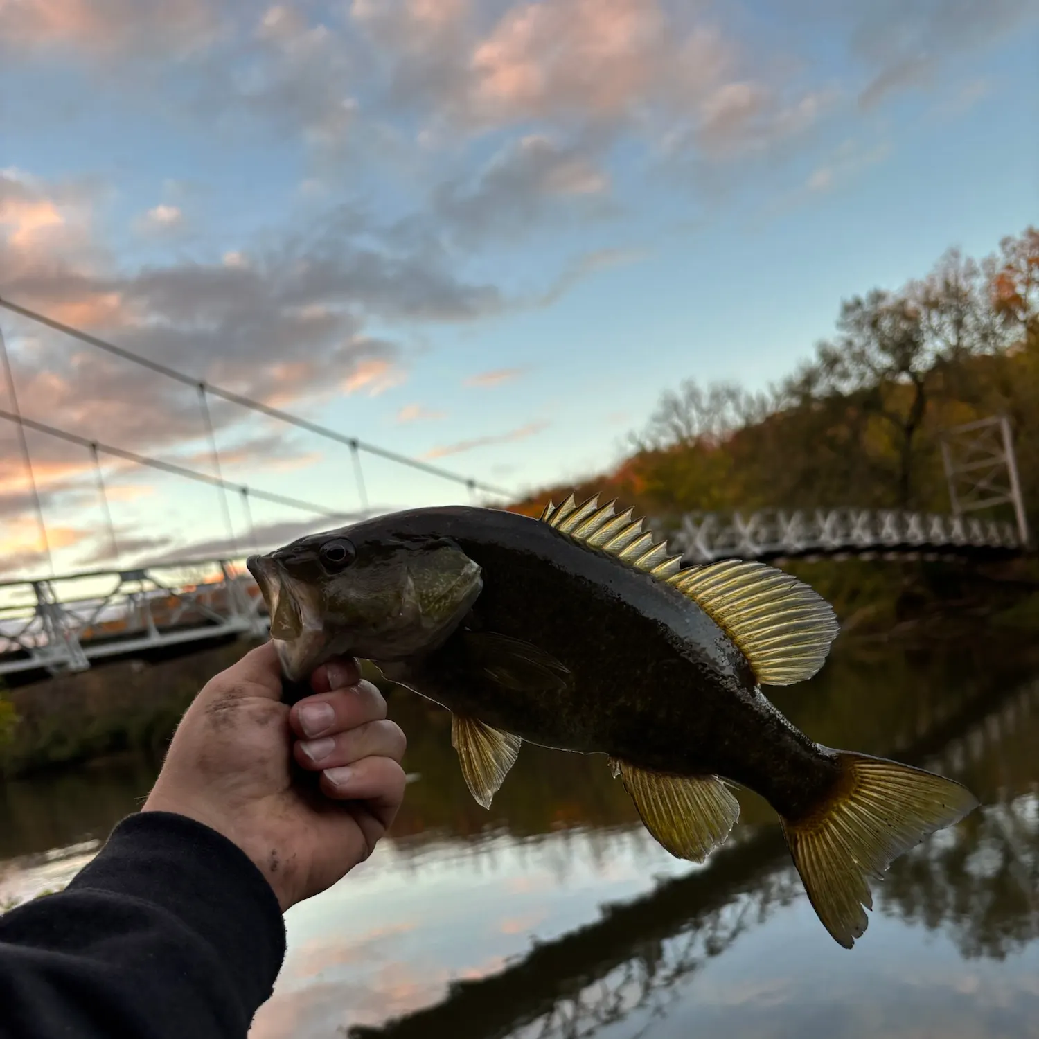 Smallmouth bass caught on Fishbrain