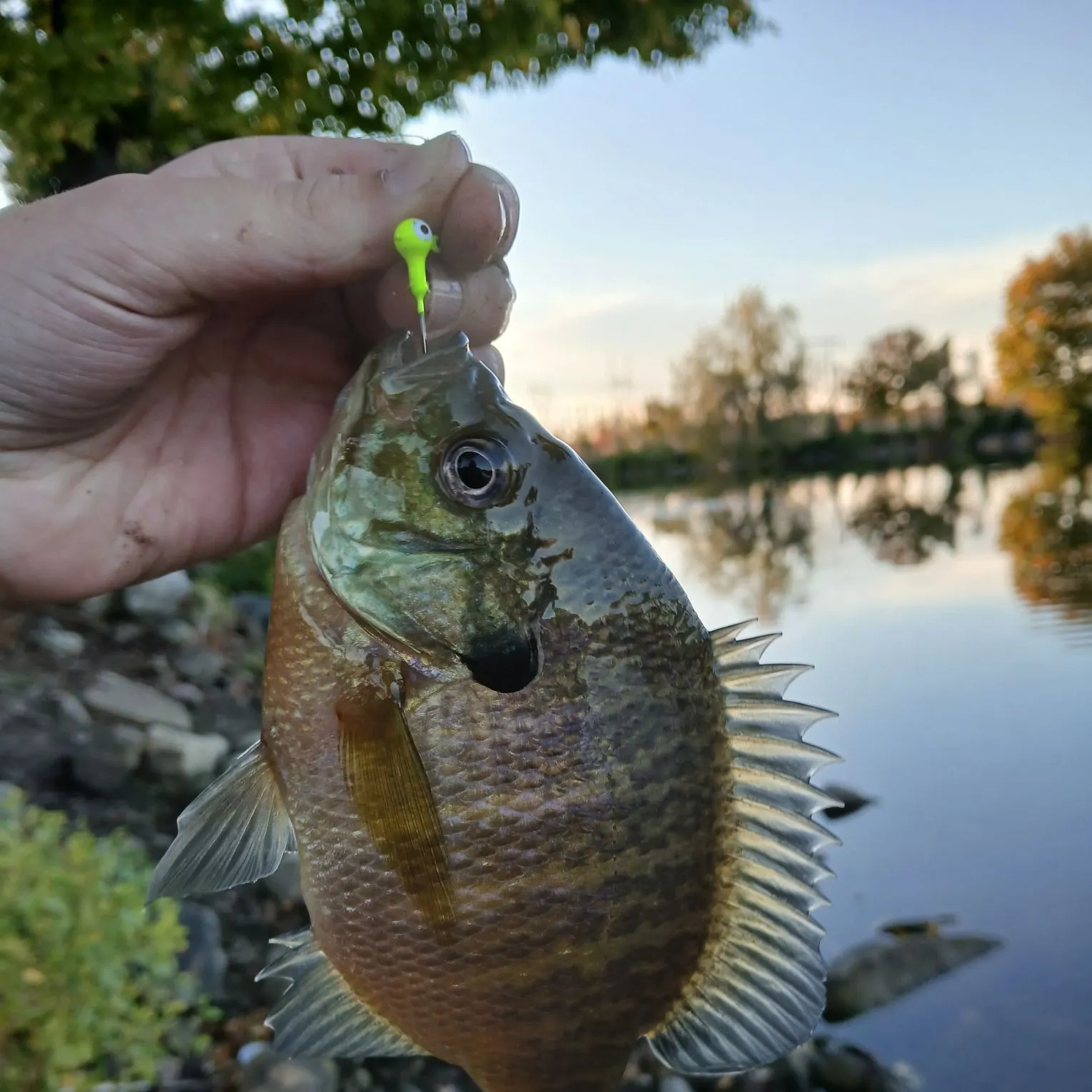 Bluegill caught on Fishbrain