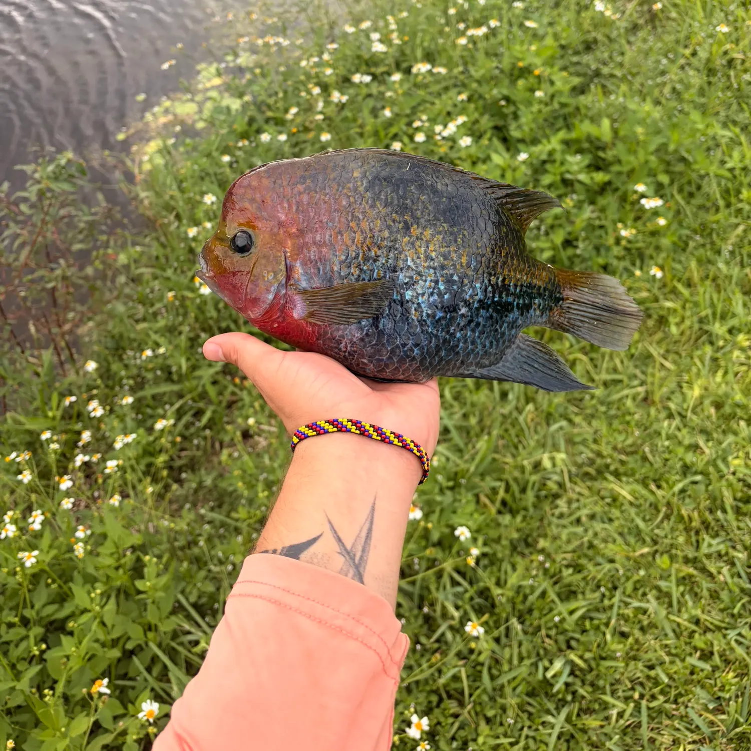 The most recent Redhead cichlid catches on Fishbrain