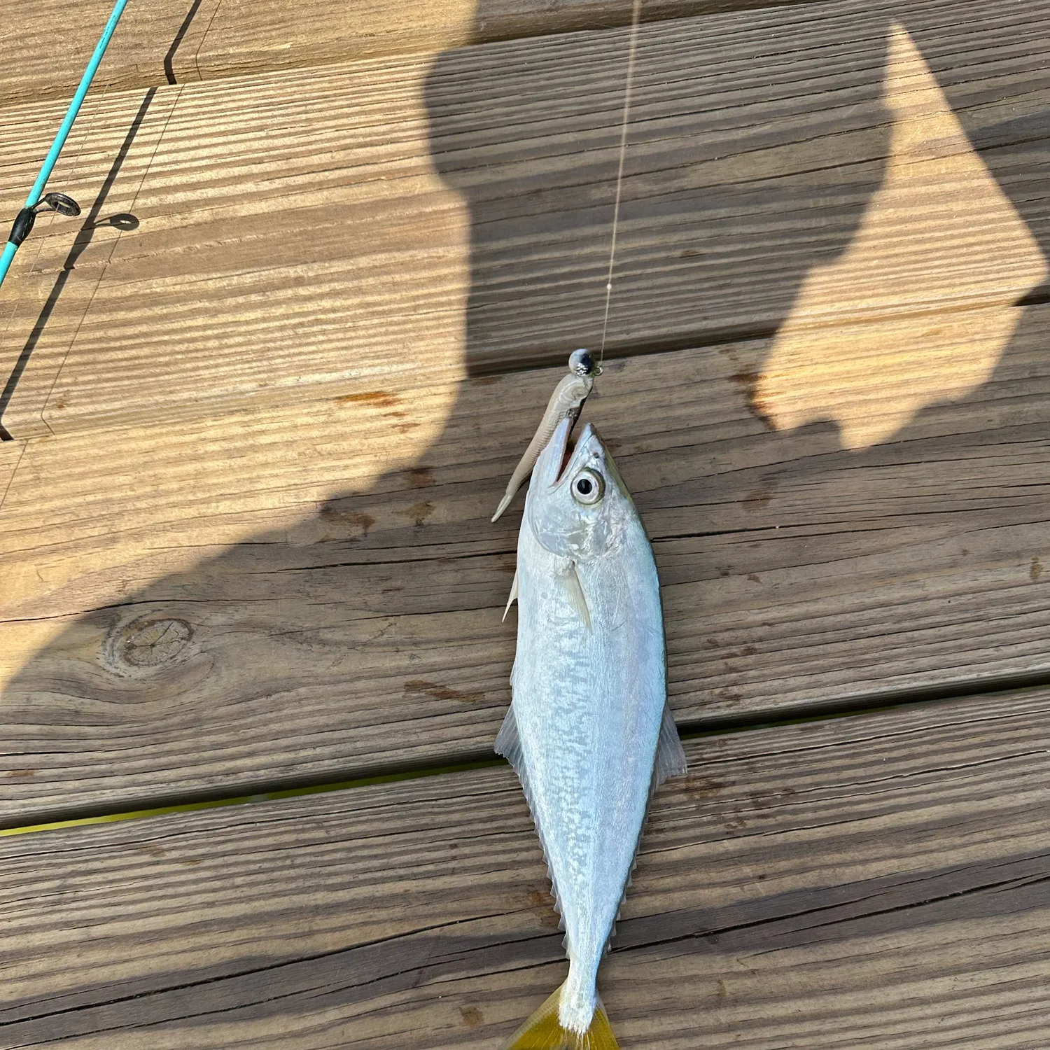 The most recent Leatherjack catches on Fishbrain