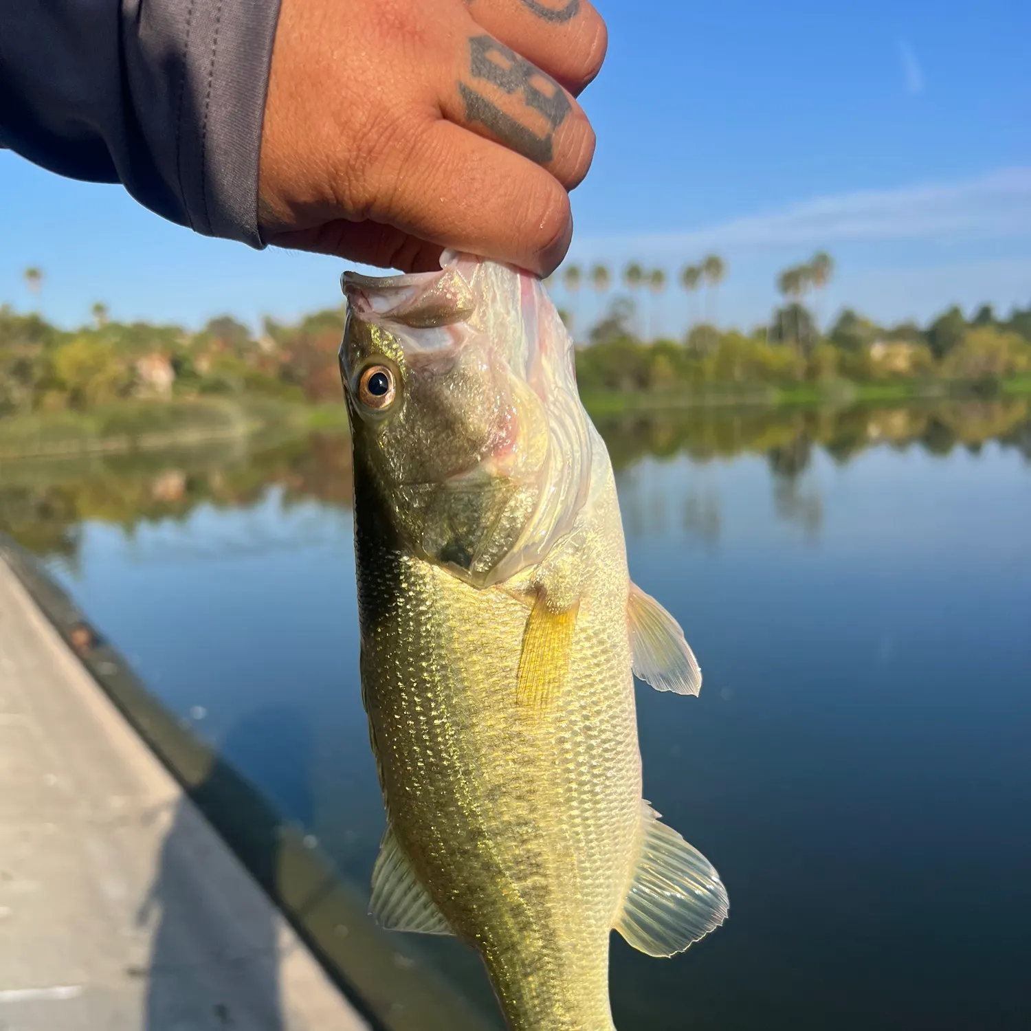 Largemouth bass caught on Fishbrain