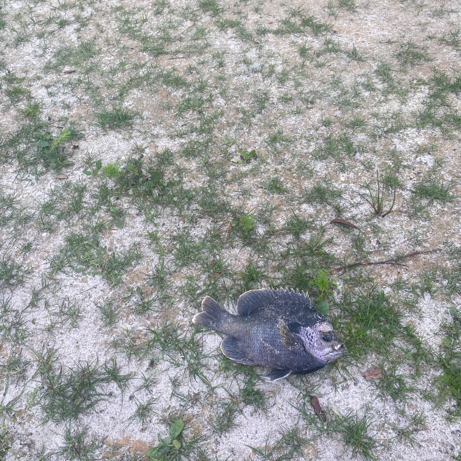 The most recent Warmouth x green sunfish catches on Fishbrain