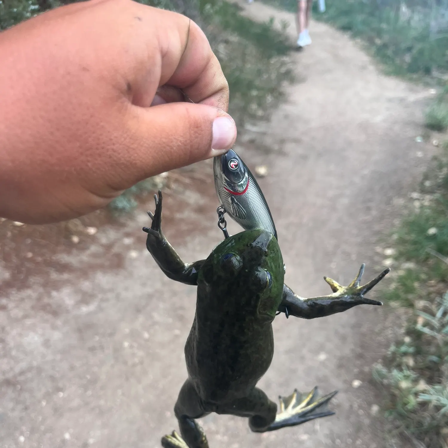 The most recent American bullfrog catches on Fishbrain