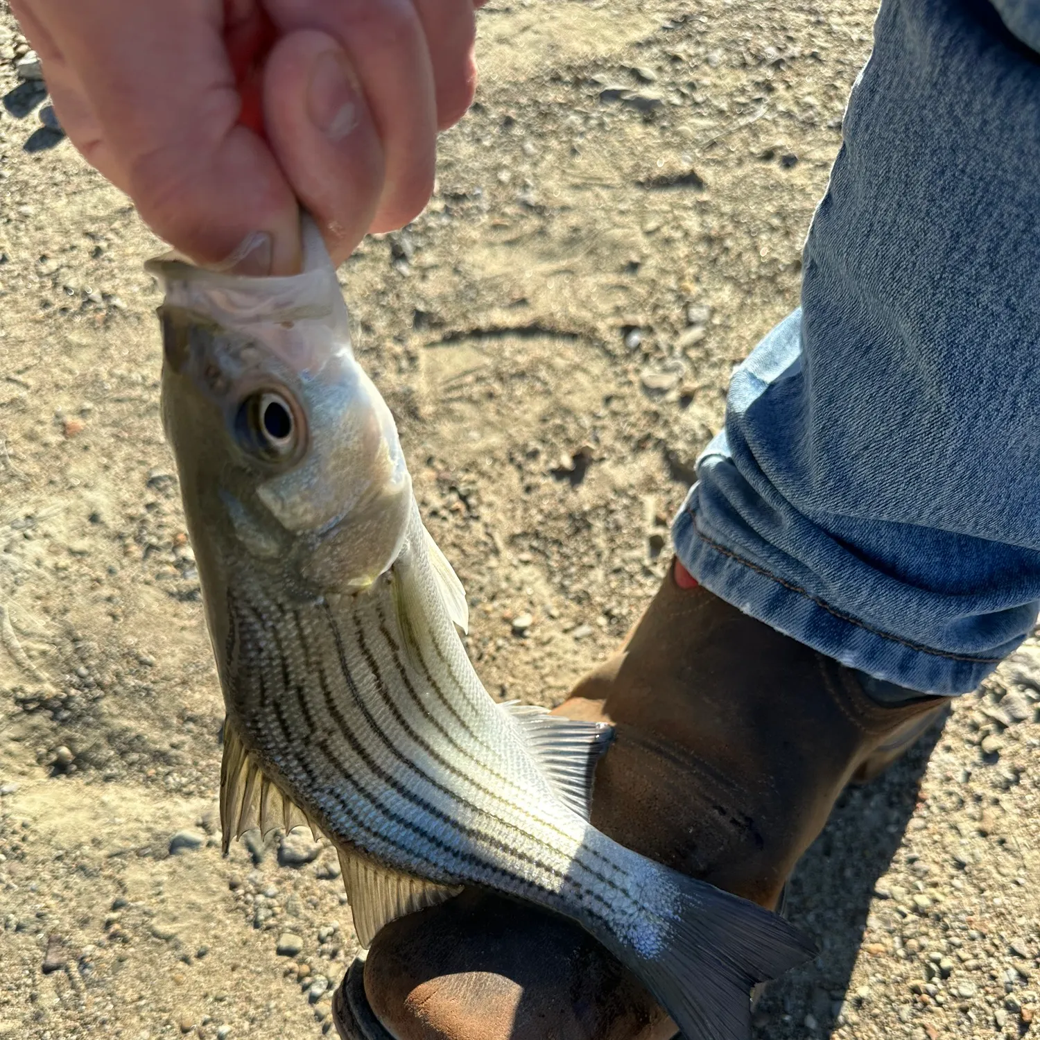 White bass caught on Fishbrain