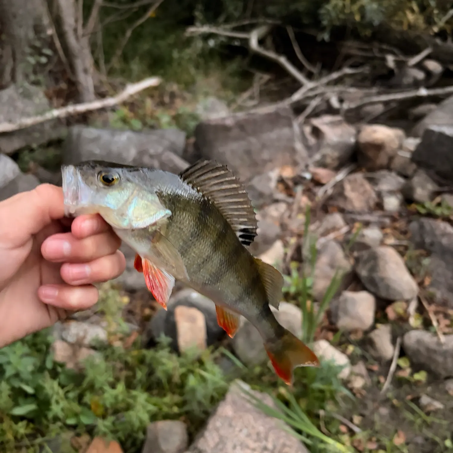 European perch caught on Fishbrain