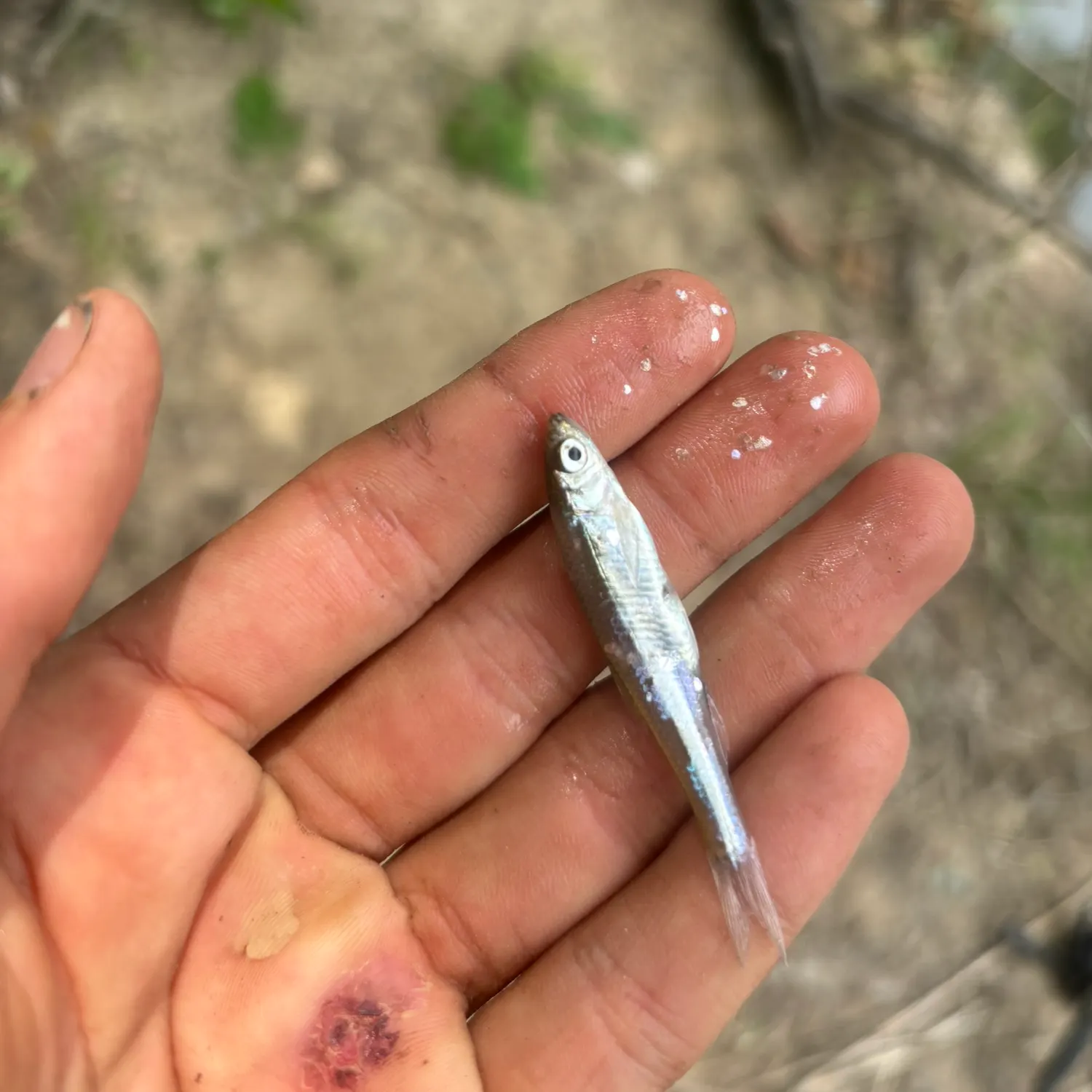 The most recent Brook silverside catches on Fishbrain