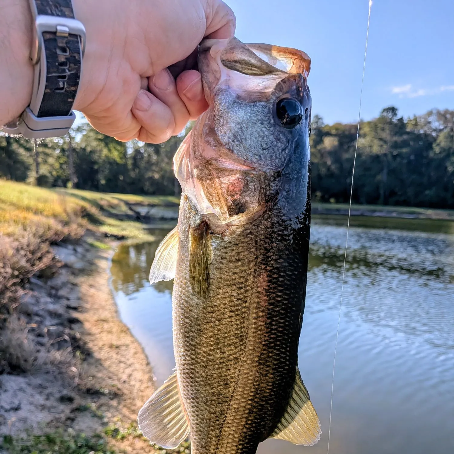 Fish caught on Fishbrain