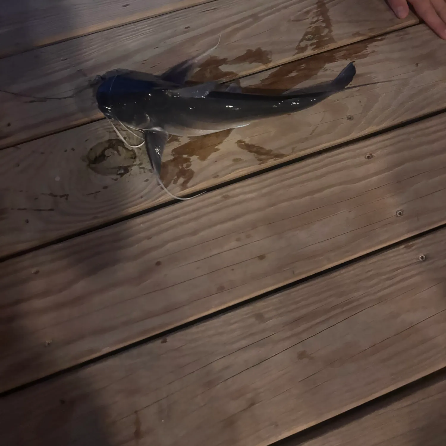 The most recent White sea catfish catches on Fishbrain