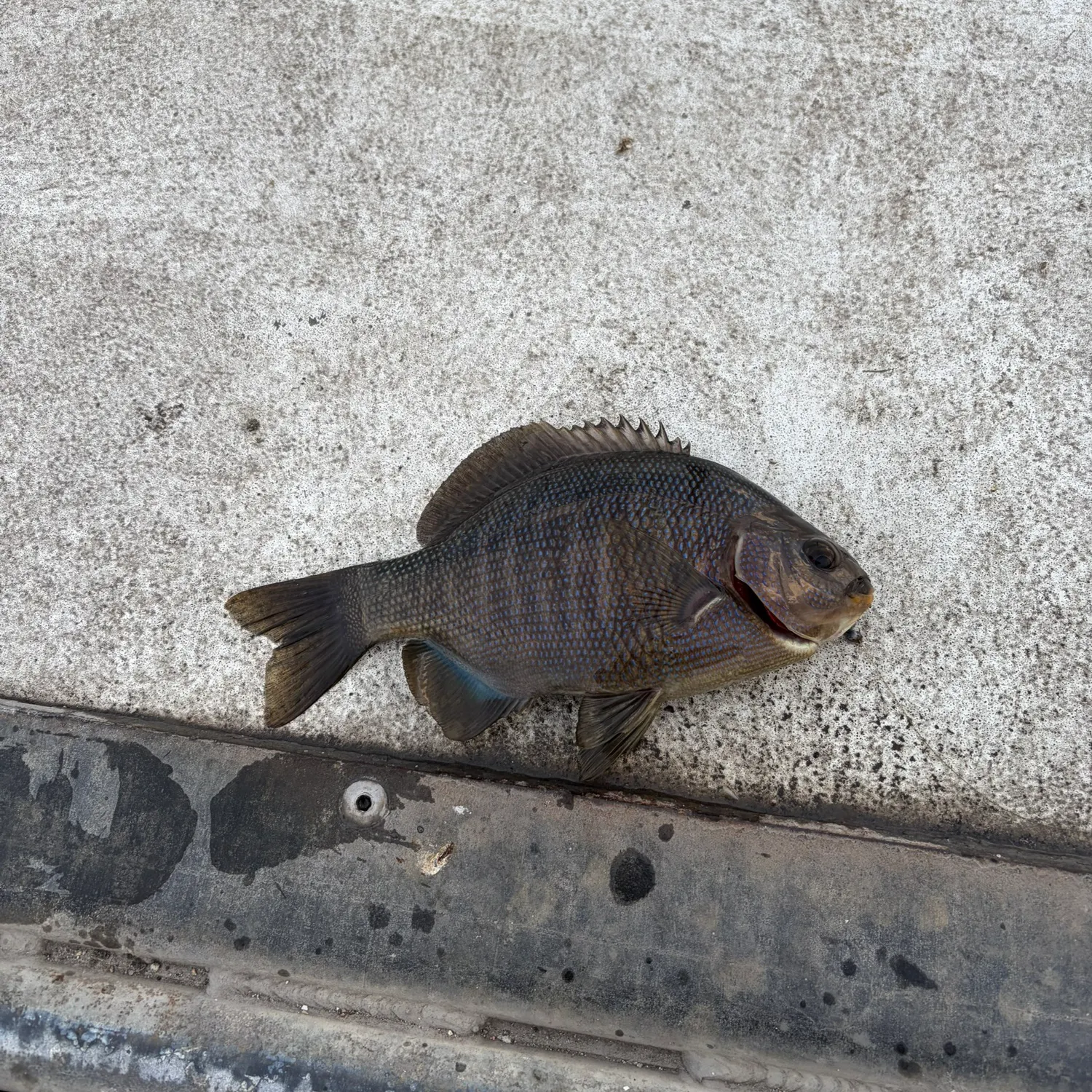 The most recent Pile perch catches on Fishbrain