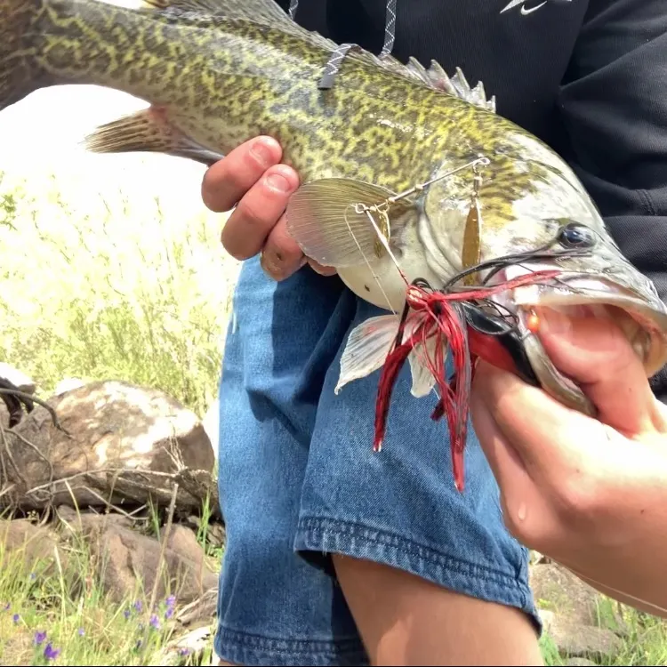 The most recent Murray cod catches on Fishbrain