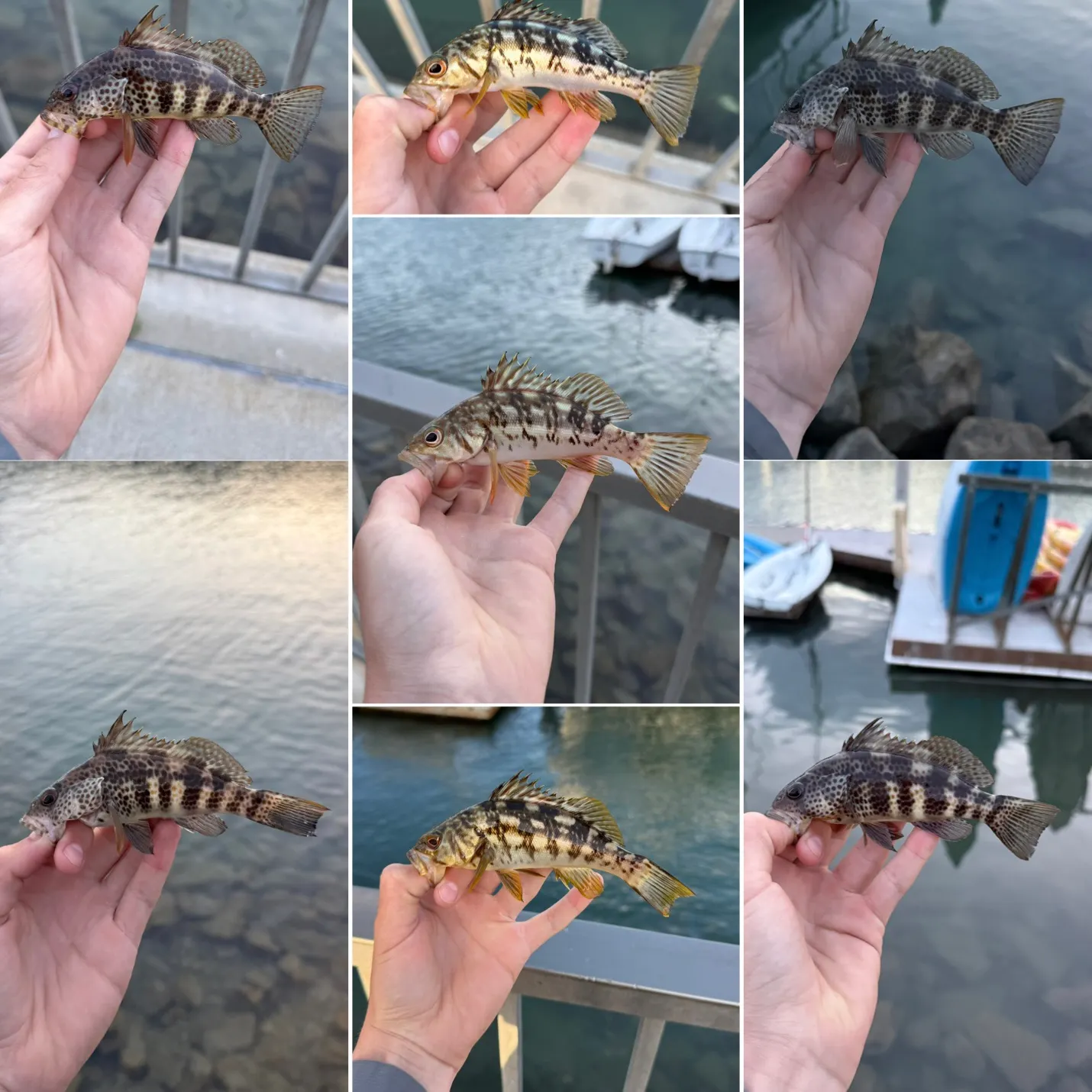 recently logged catches