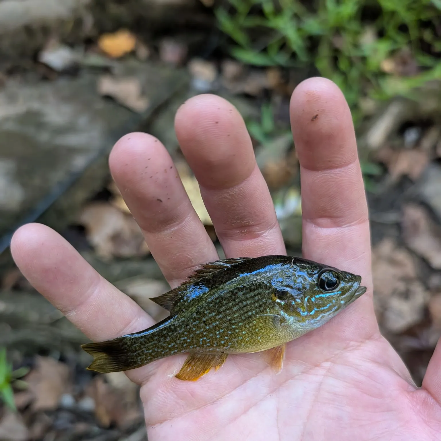 Green sunfish caught on Fishbrain