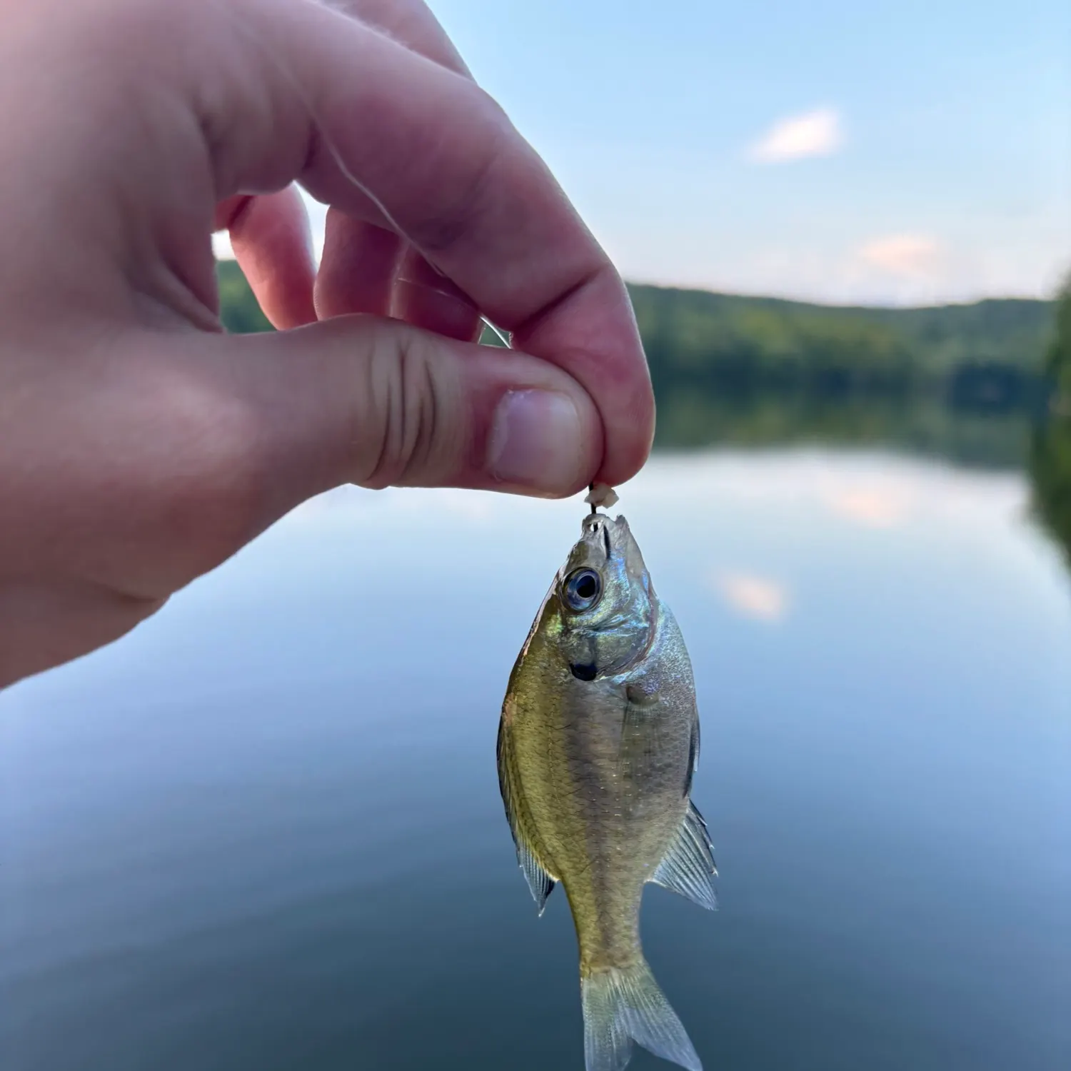 Bluegill caught on Fishbrain